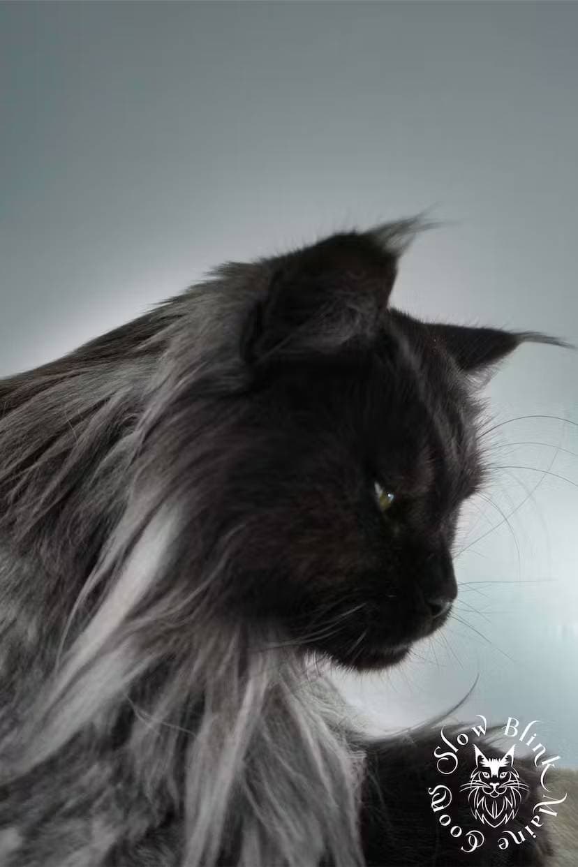 black smoke maine coon female adult, athena, part of SlowBlink MaineCoons | Portrait Side angle