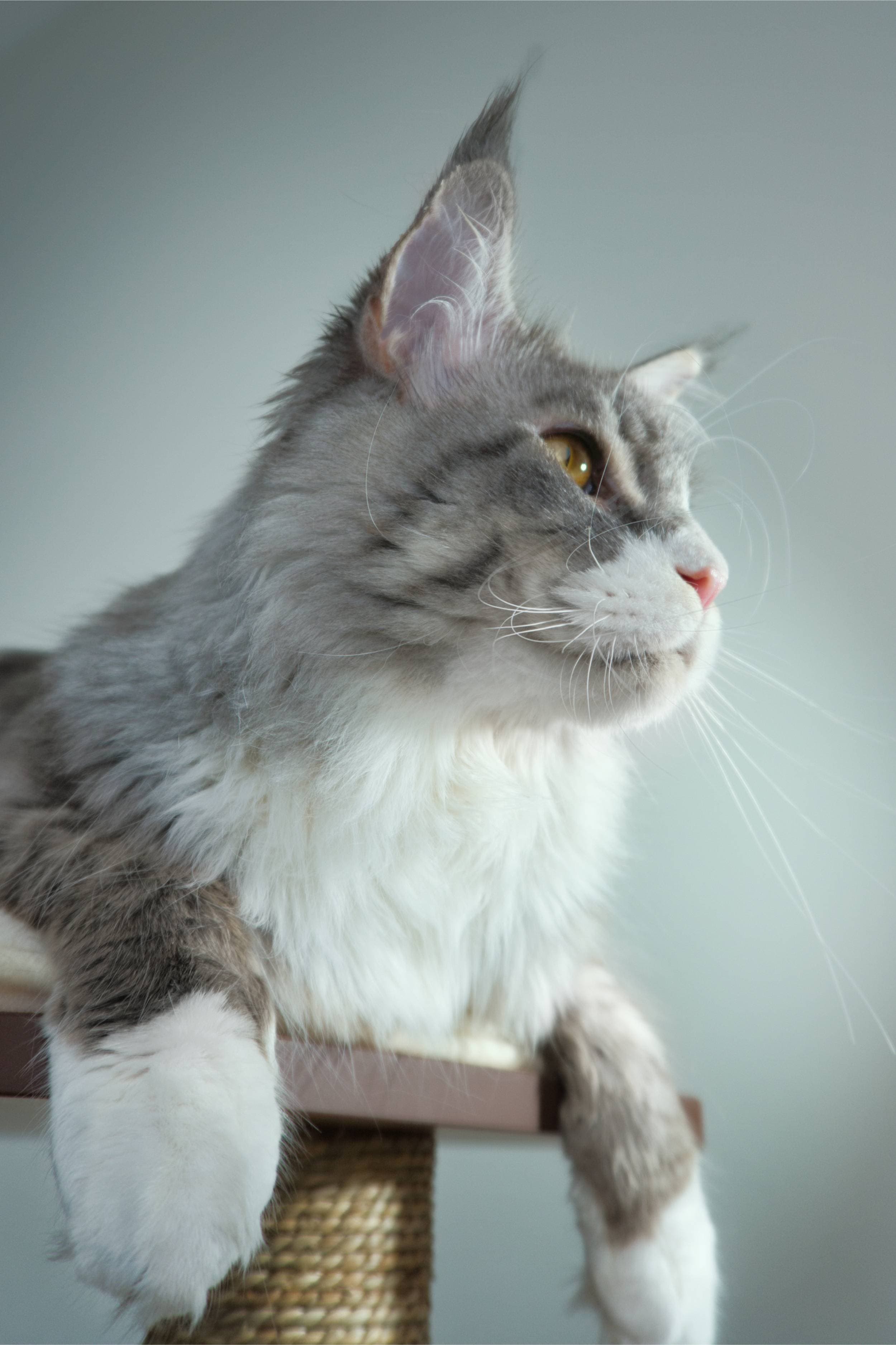 Silver Tabby Maine Coon | Gandalf of SlowBlink