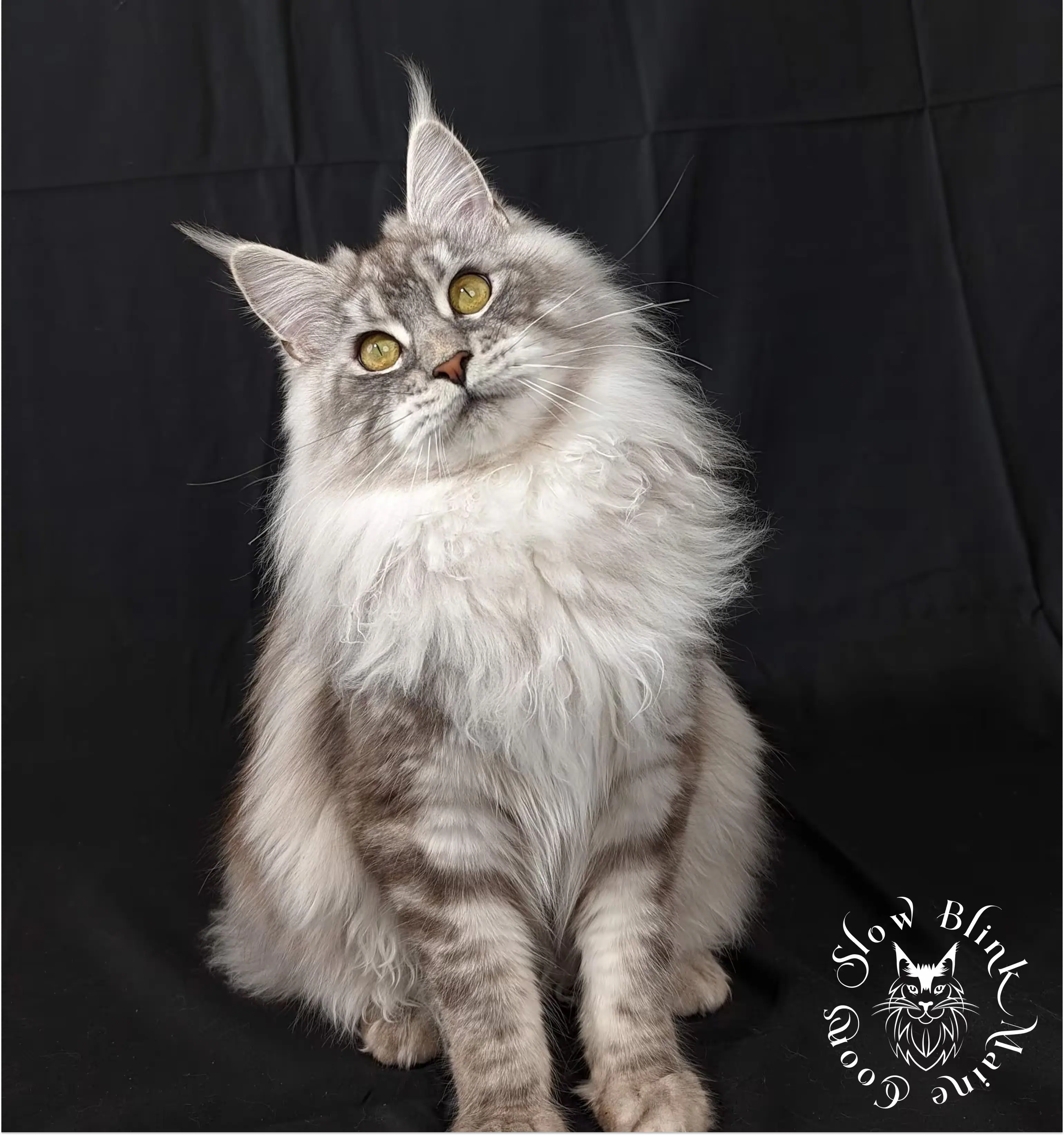 high silver black marbled tabby | female | adult | maine coon cat | queen at slow blink maine coons