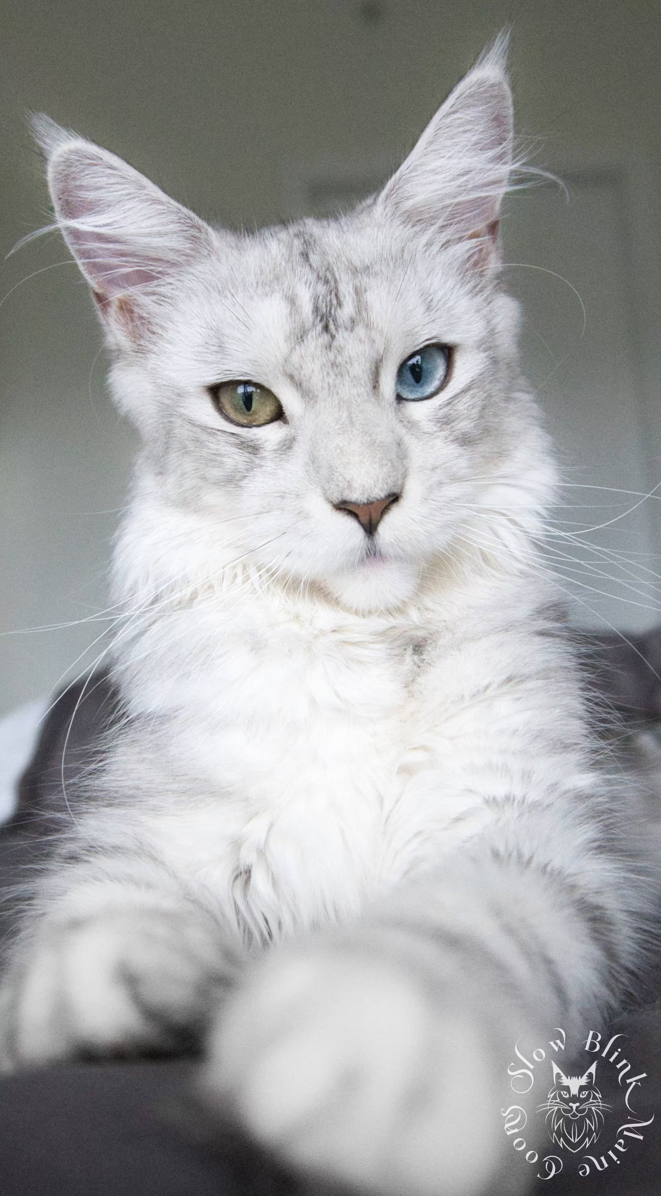 Black High Silver Shaded Odd Eyed Maine Coon > Maine Coon Cat picture for Catarina