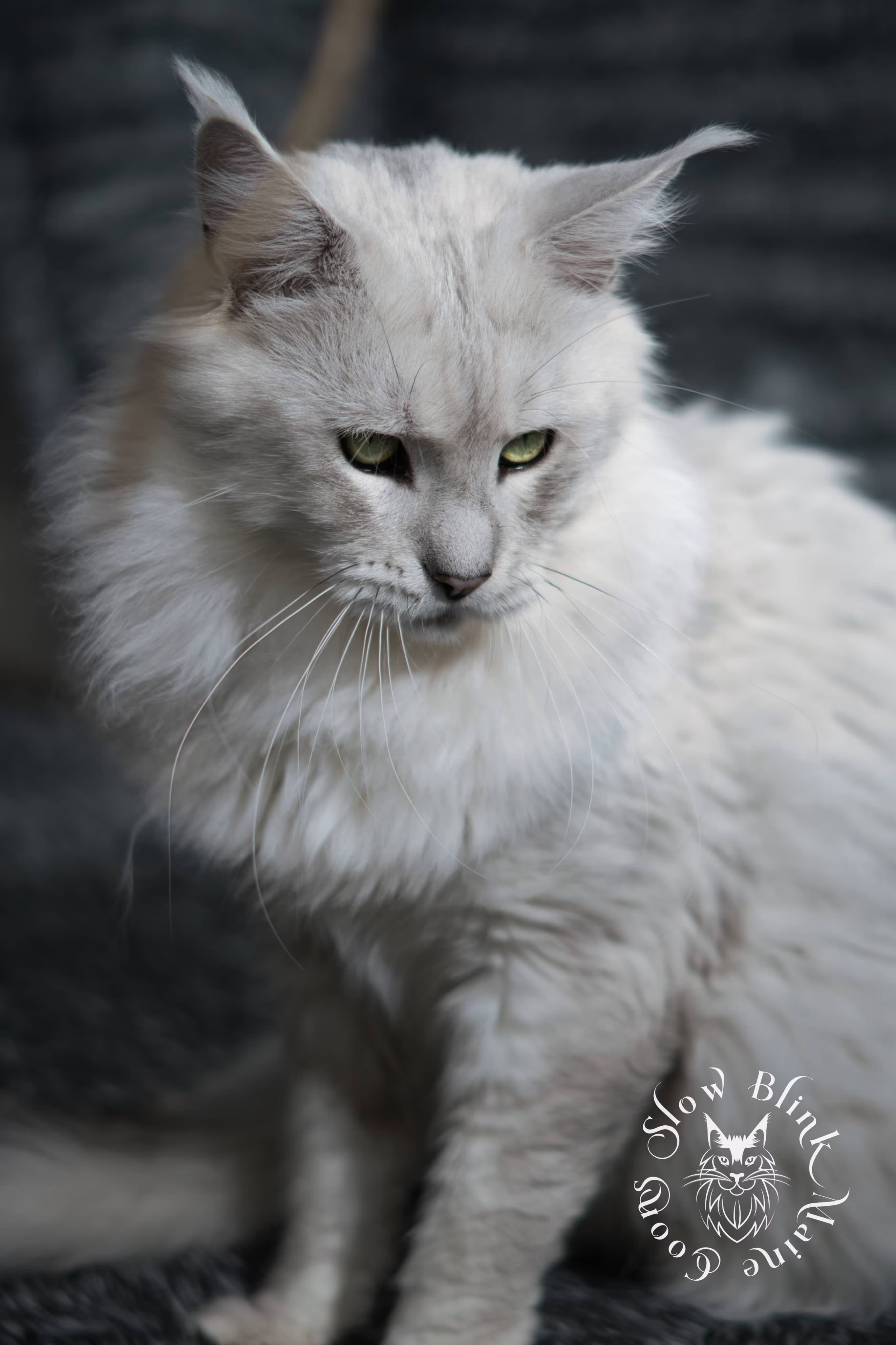 Maine Coon Cat picture for Zeus