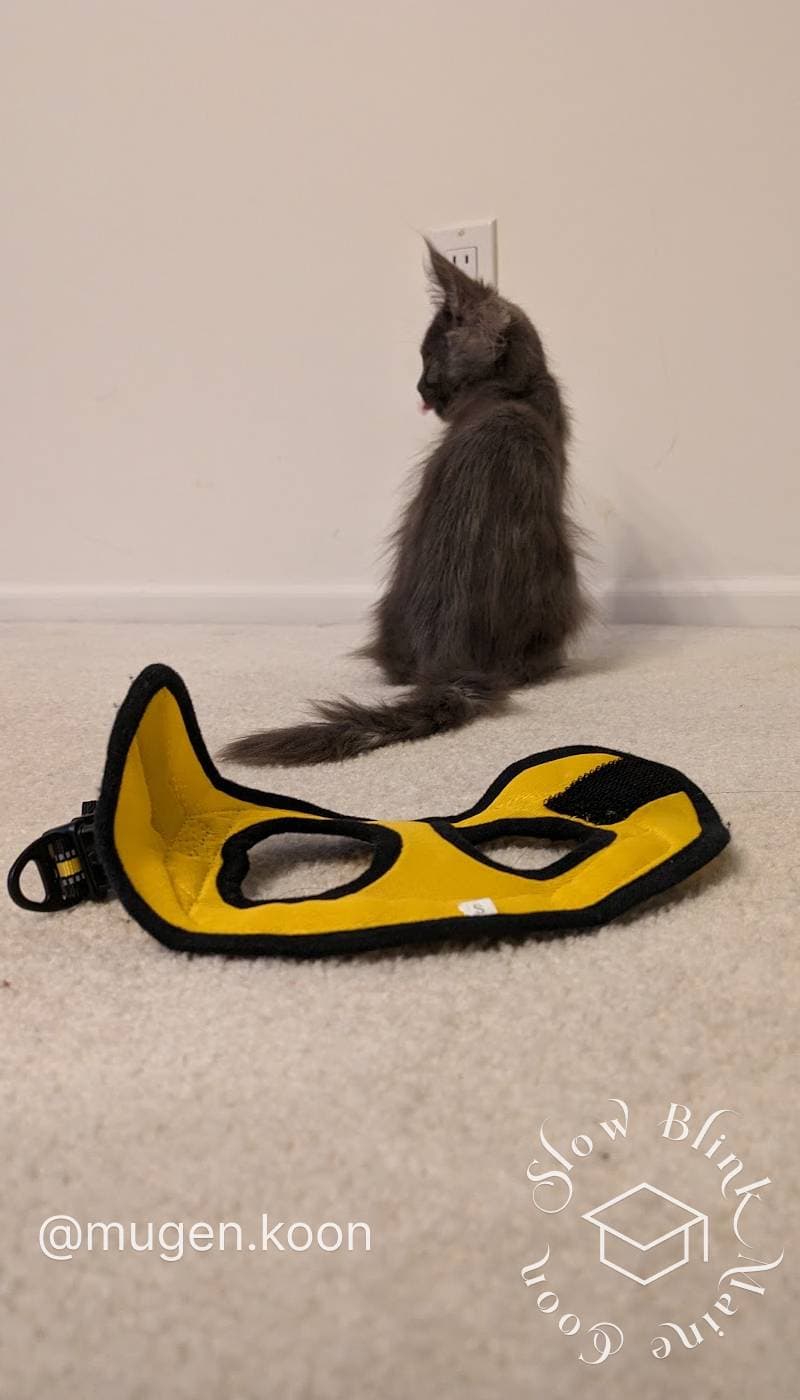 Maine Coon (Mugen, @mugen.koon, graduate of SlowBlink Maine Coons) in a backpack