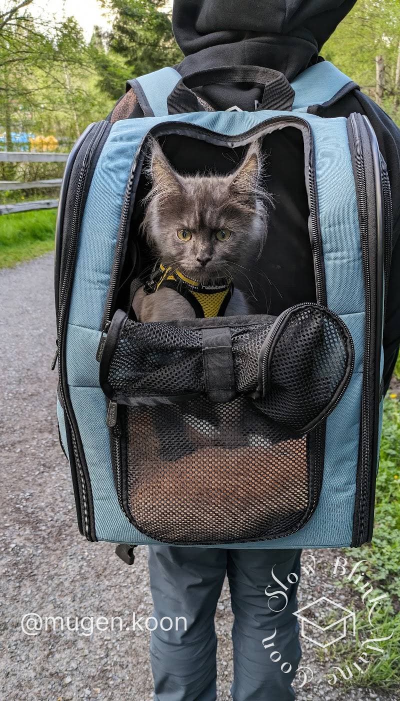 Maine Coon (Mugen, @mugen.koon, graduate of SlowBlink Maine Coons) and a yellow harness on the ground