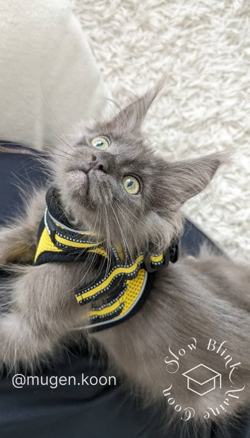 Maine Coon (Mugen, @mugen.koon, graduate of SlowBlink Maine Coons) in harness