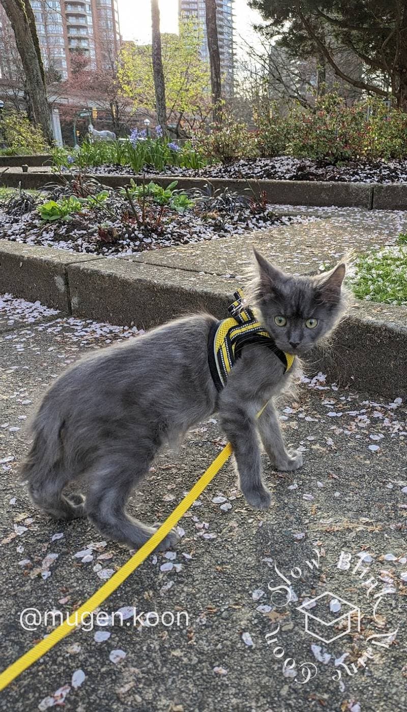 First outing with Maine Coon (Mugen, @mugen.koon, graduate of SlowBlink Maine Coons) on leash