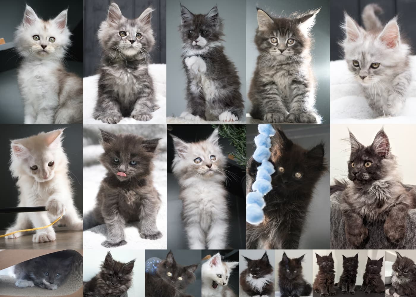 Maine Coon Kitten Gallery preview Updated Sep 2024