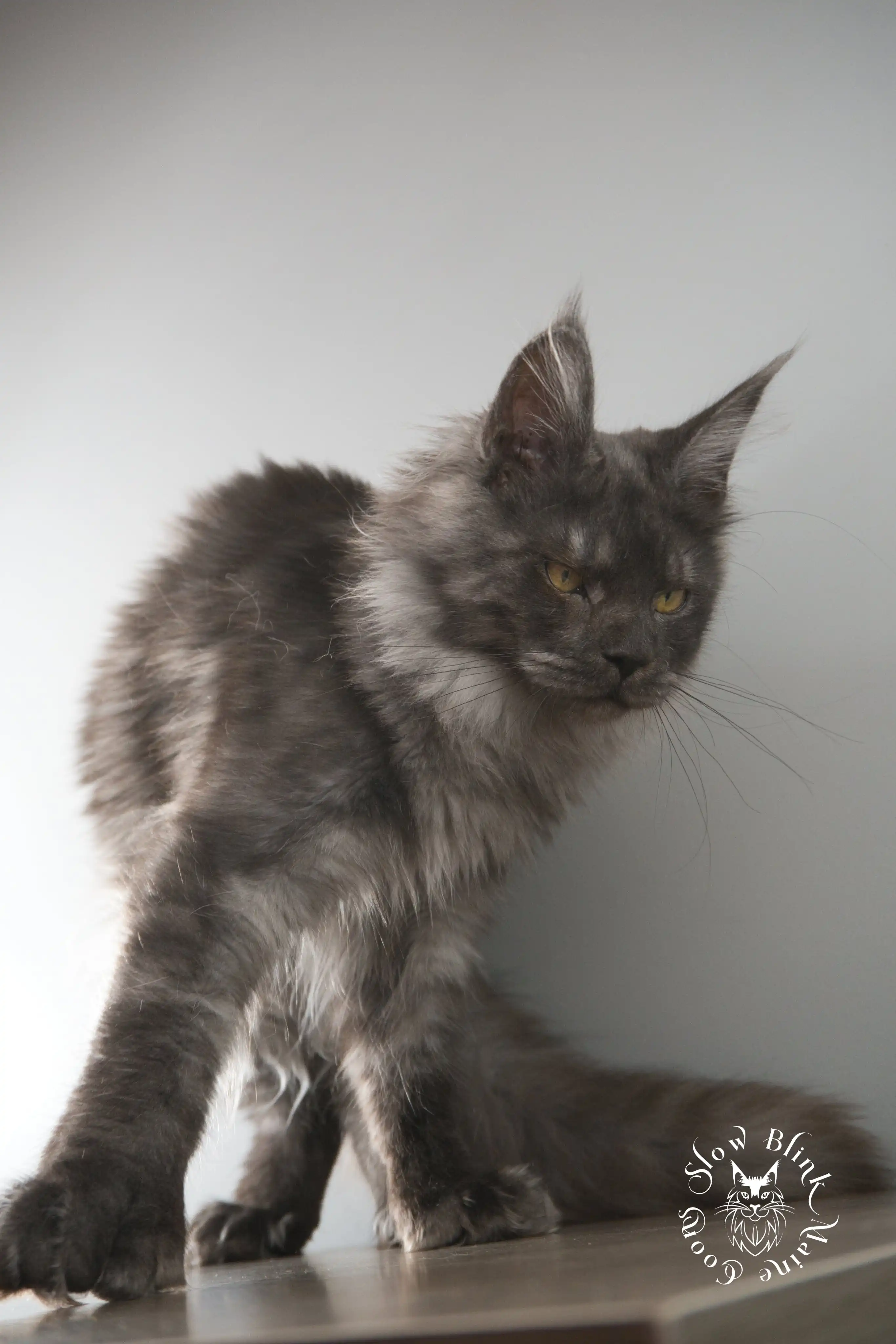 black smoke | polydactyl | female kitten maine coon | ems code ns | princess at slowblink maine coons Adult Maine Coon Cat from SlowBlinkMaineCoons > black smoke | polydactyl | female kitten maine coon | ems code ns | princess at slowblink maine coons | 1