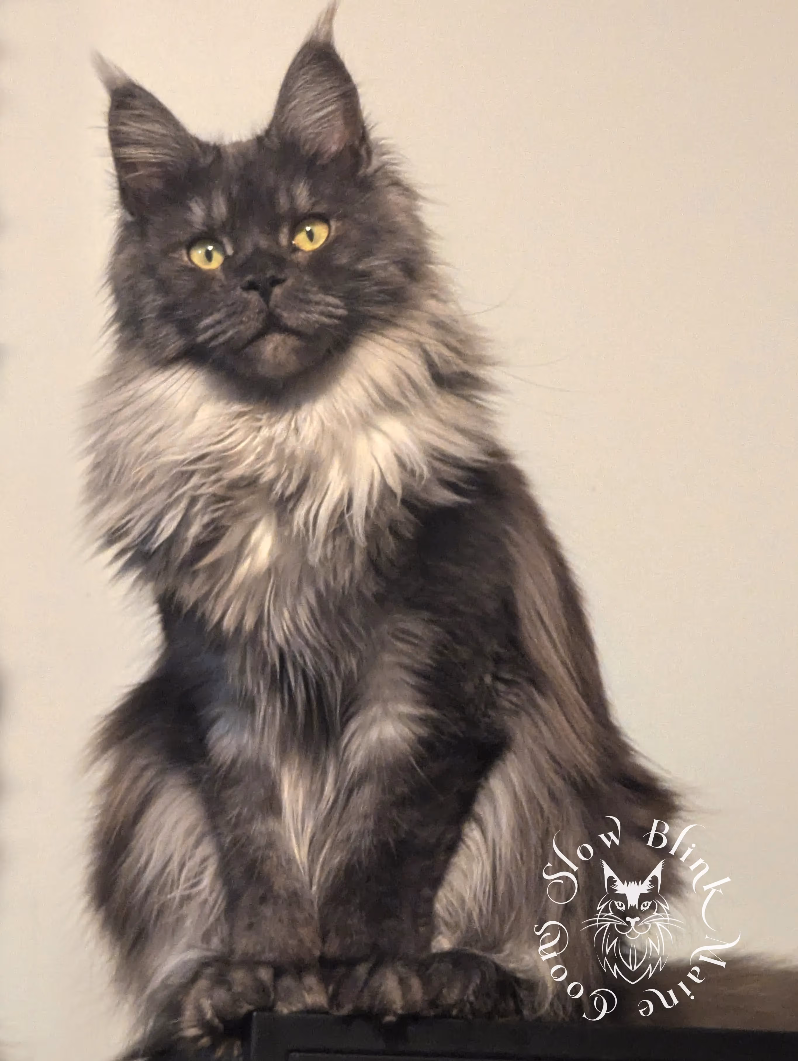 black smoke maine coon | ems code mcp ns | poly | female | named asteria | age 8 months Adult Maine Coon Cat from SlowBlinkMaineCoons > black smoke maine coon | ems code mcp ns | poly | female | named asteria | age 8 months | queen at slowblink