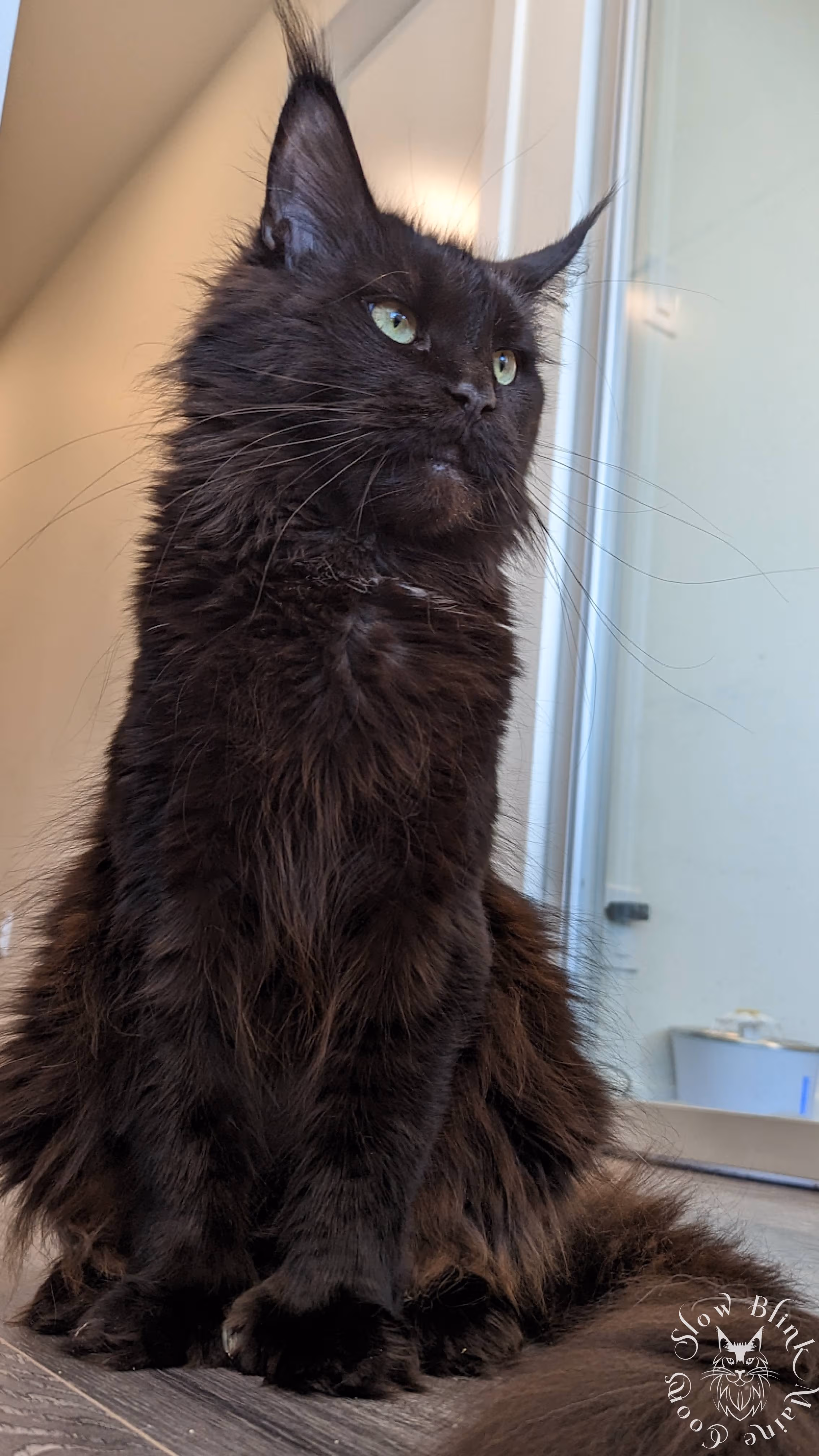 black solid maine coon | ems code n | female | black solid | polydactyl | named jaguar | age 1 year Adult Maine Coon Cat from SlowBlinkMaineCoons > black solid maine coon | ems code n | female | black solid | polydactyl | named jaguar | age 1 year | queen at slowblink