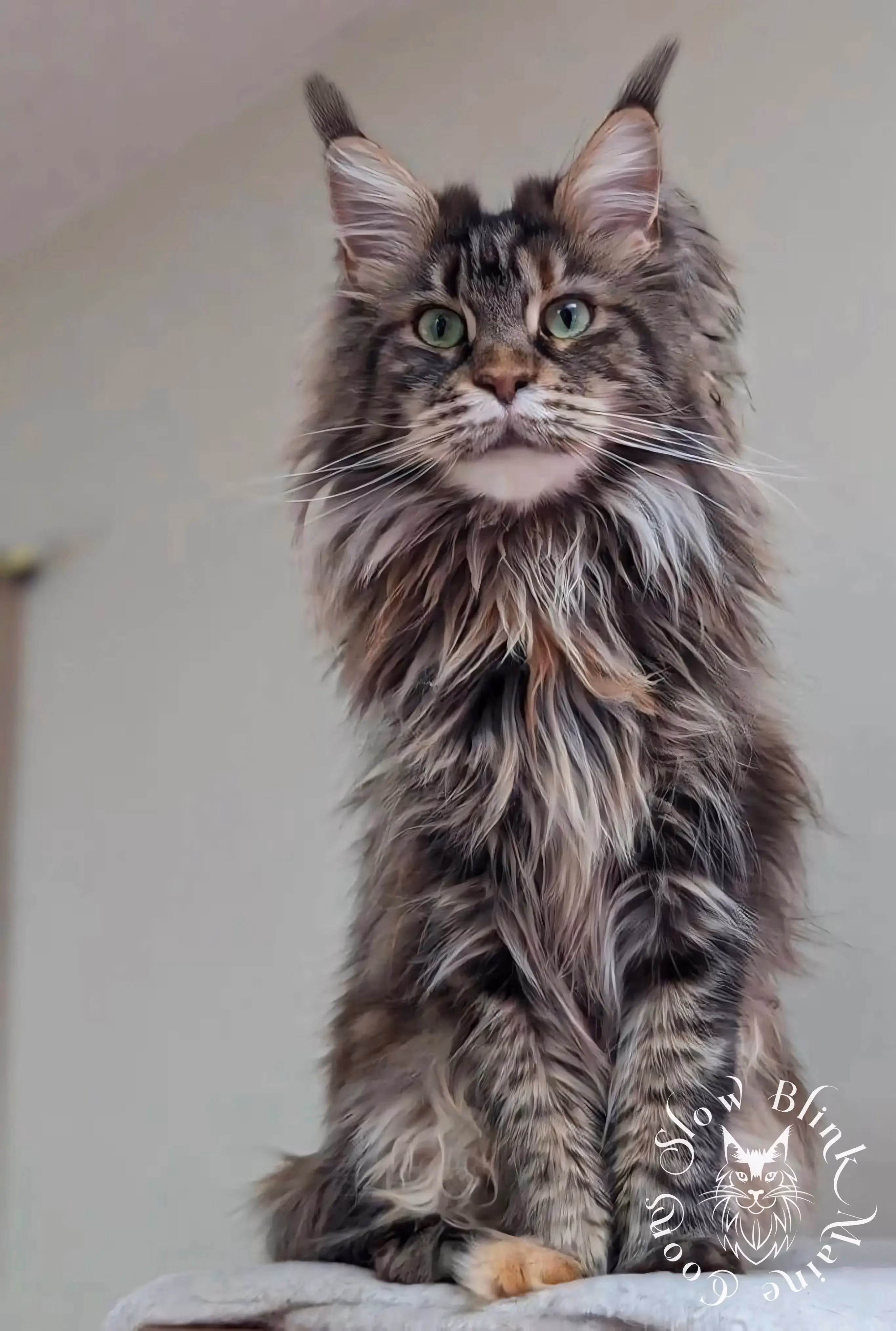 black tortie maine coon | female | ems code f 22 | age 1 year | named iris Adult Maine Coon Cat from SlowBlinkMaineCoons > black tortie maine coon | female | ems code f 22 | age 1 year | named iris | queen at slowblink