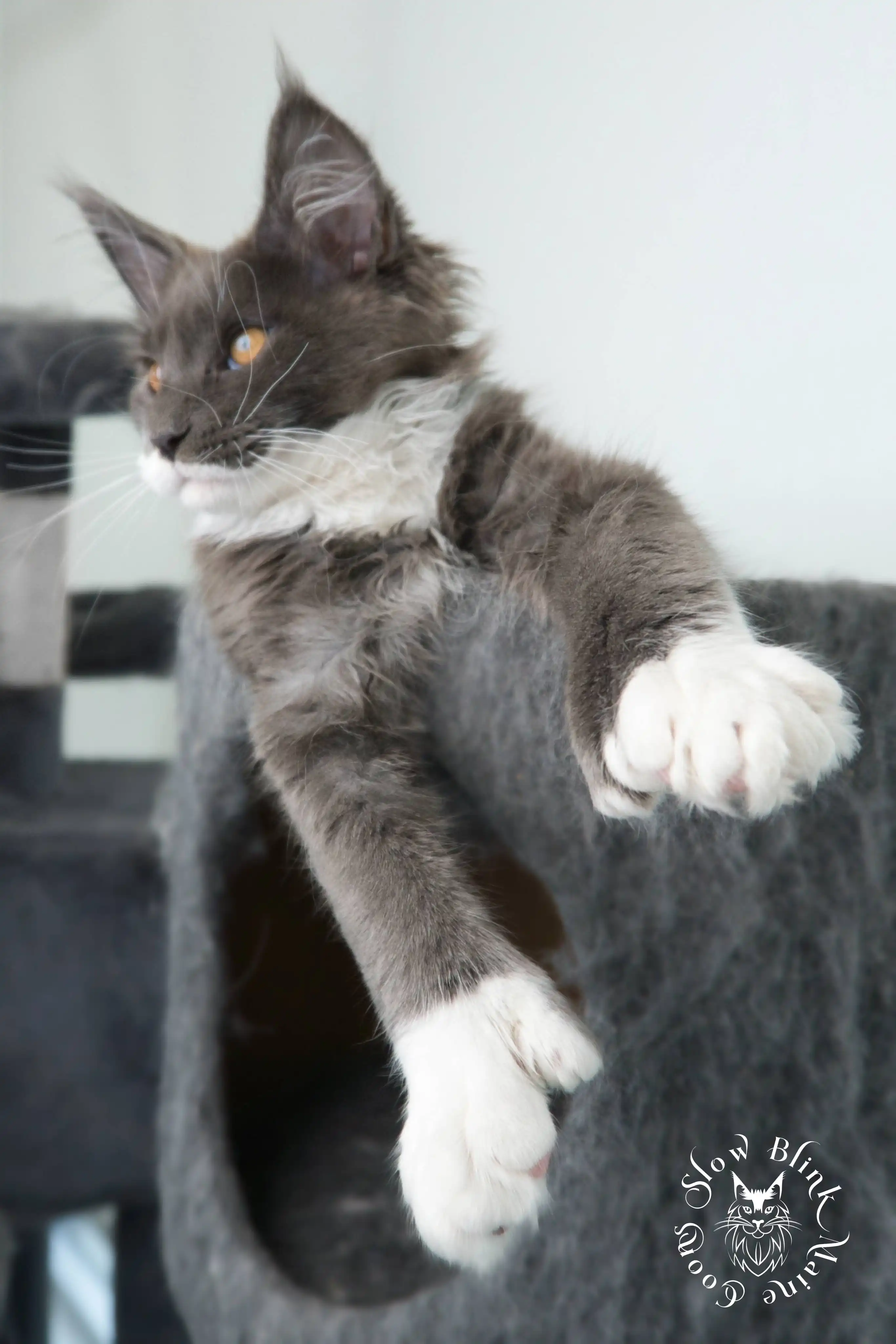blue smoke bicolor | maine coon | ems code as 03 | 6 month old | t rhett Adult Maine Coon Cat from SlowBlinkMaineCoons > blue smoke bicolor | maine coon | ems code as 03 | 6 month old | t rhett | lord at slowblink maine coons 1