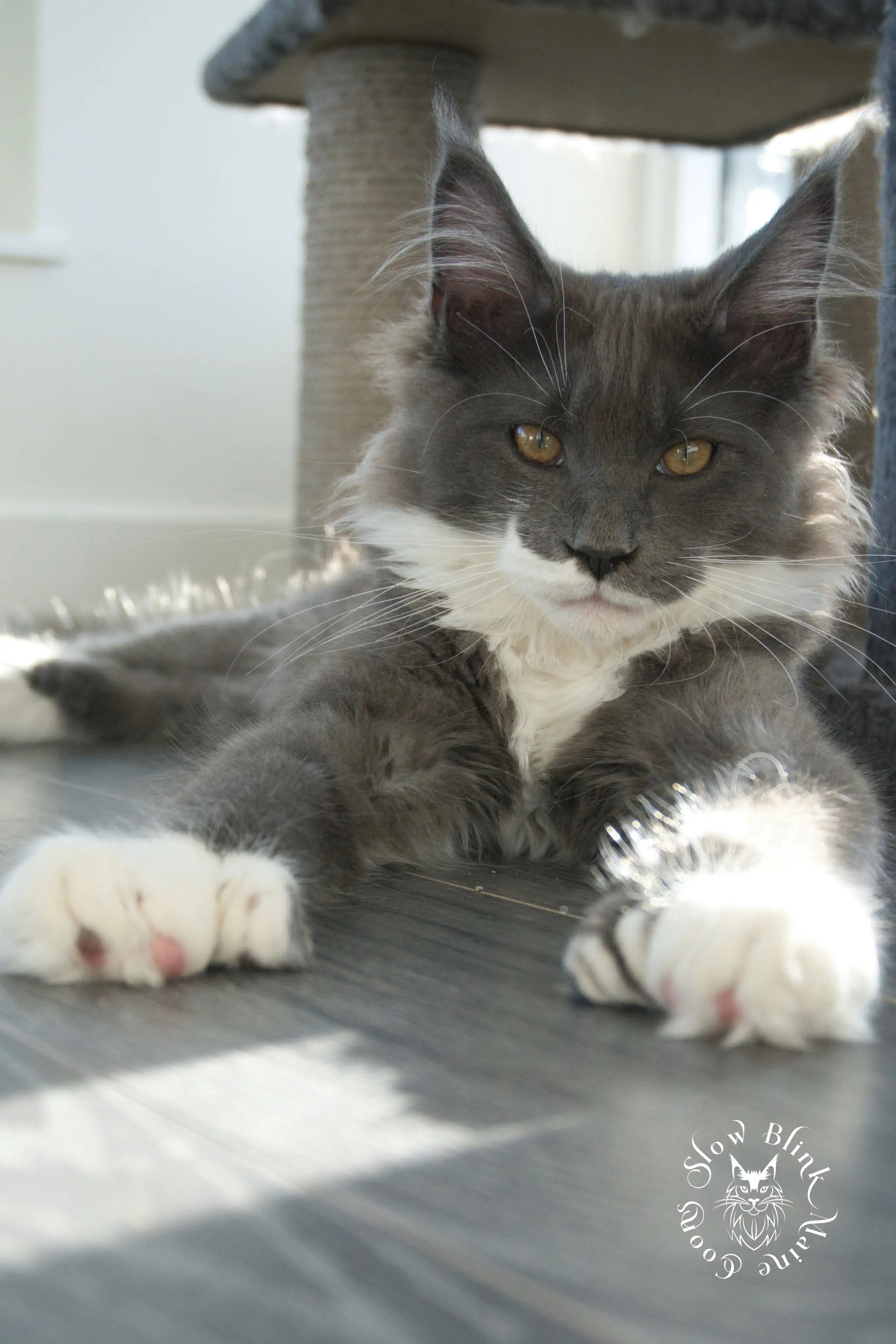 blue smoke bicolor | male | maine coon | ems code as 03 | 6 month old | t rhett Adult Maine Coon Cat from SlowBlinkMaineCoons > blue smoke bicolor | male | maine coon | ems code as 03 | 6 month old | t rhett | lord at slowblink maine coons 3