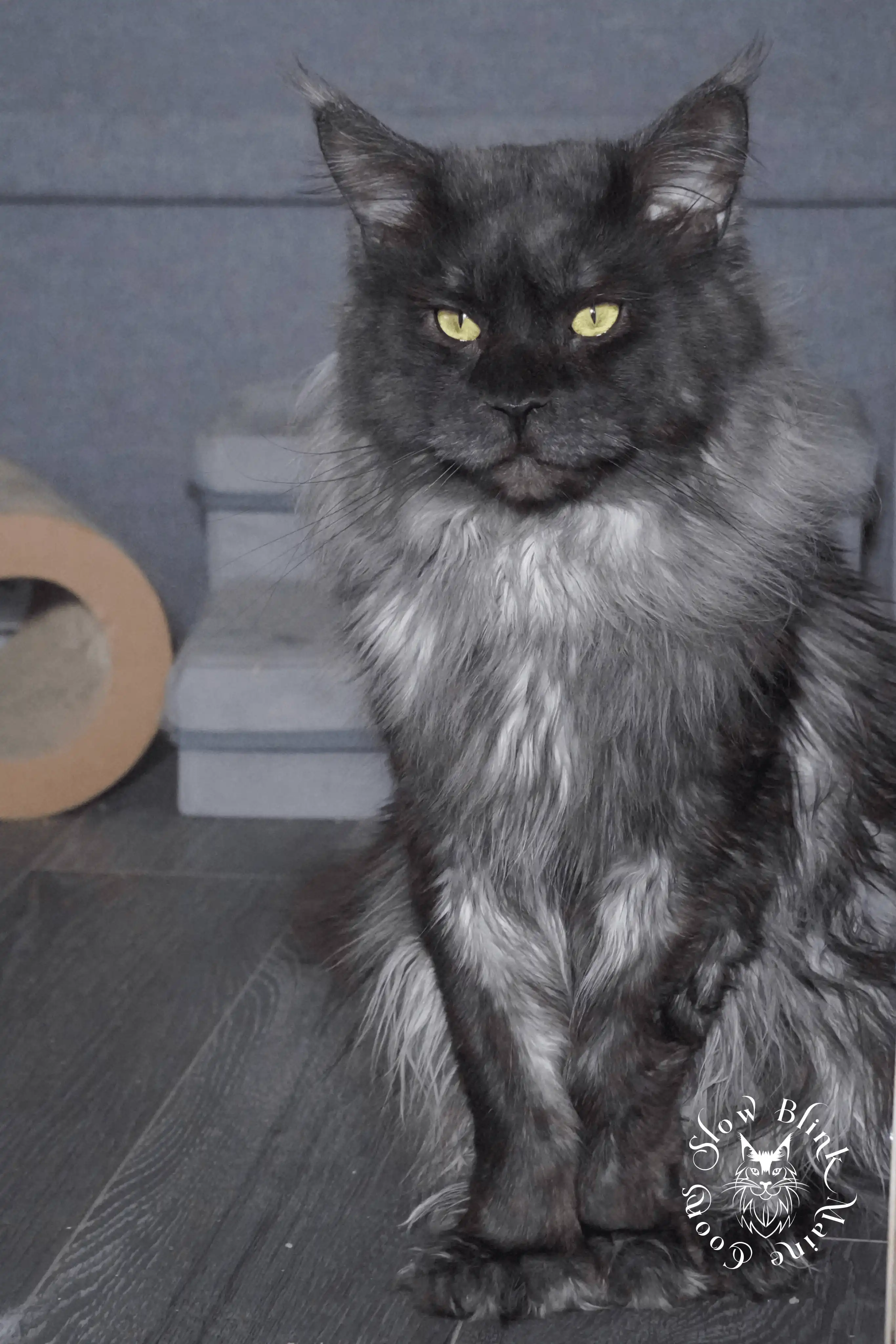 bugatti onyx | black smoke maine coon adult | male | large mane | poly 7 7 7 7 | ems code ns Adult Maine Coon Cat from SlowBlinkMaineCoons > bugatti onyx | black smoke maine coon adult | male | large mane | poly 7 7 7 7 | ems code ns | king at slowblink maine coons 2