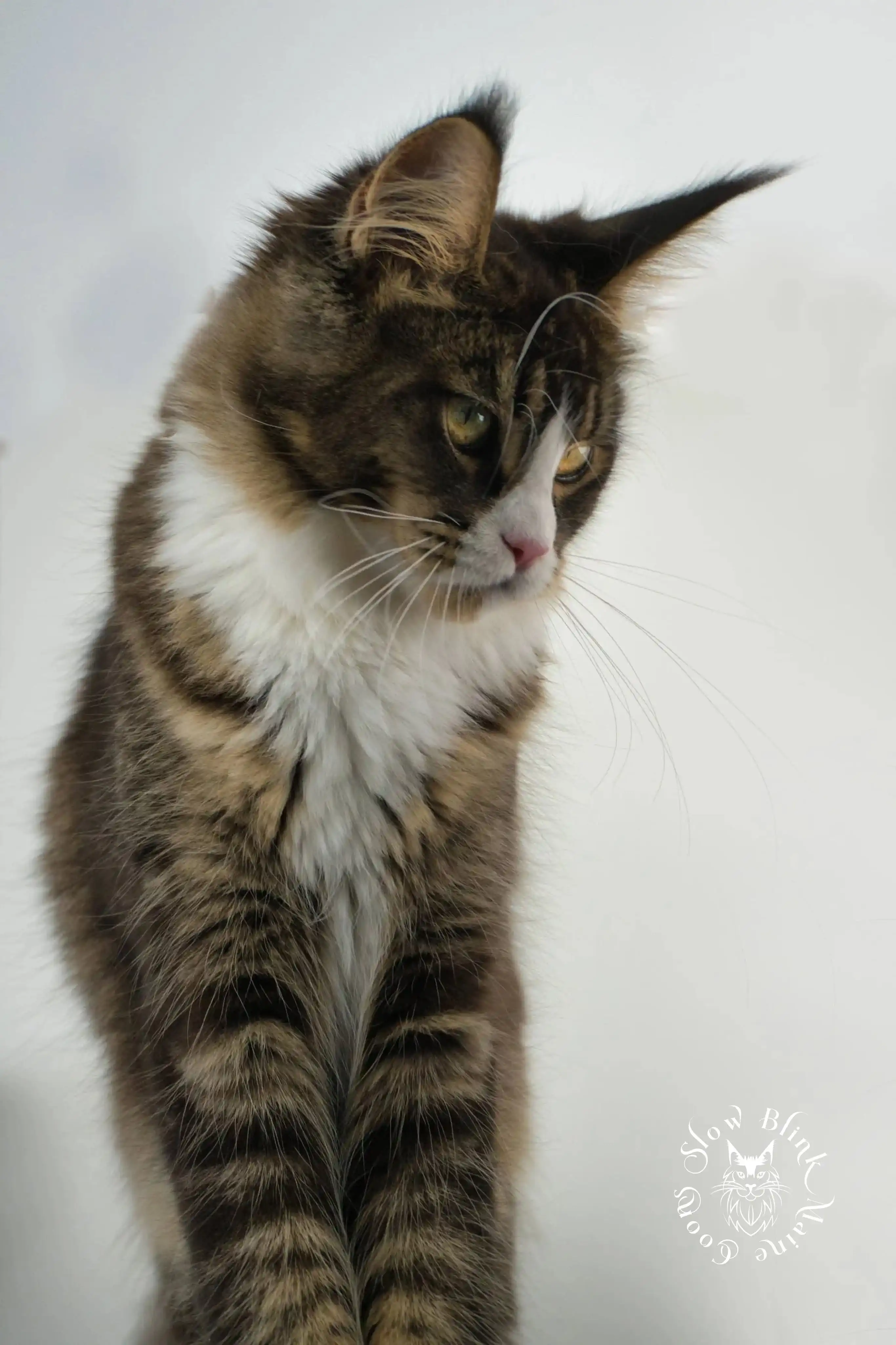 calypso blaze | black ticked tabby bicolor | maine coon | ems code n 25 03 | 6 months old Adult Maine Coon Cat from SlowBlinkMaineCoons > calypso blaze | black ticked tabby bicolor | maine coon | ems code n 25 03 | 6 months old | 1