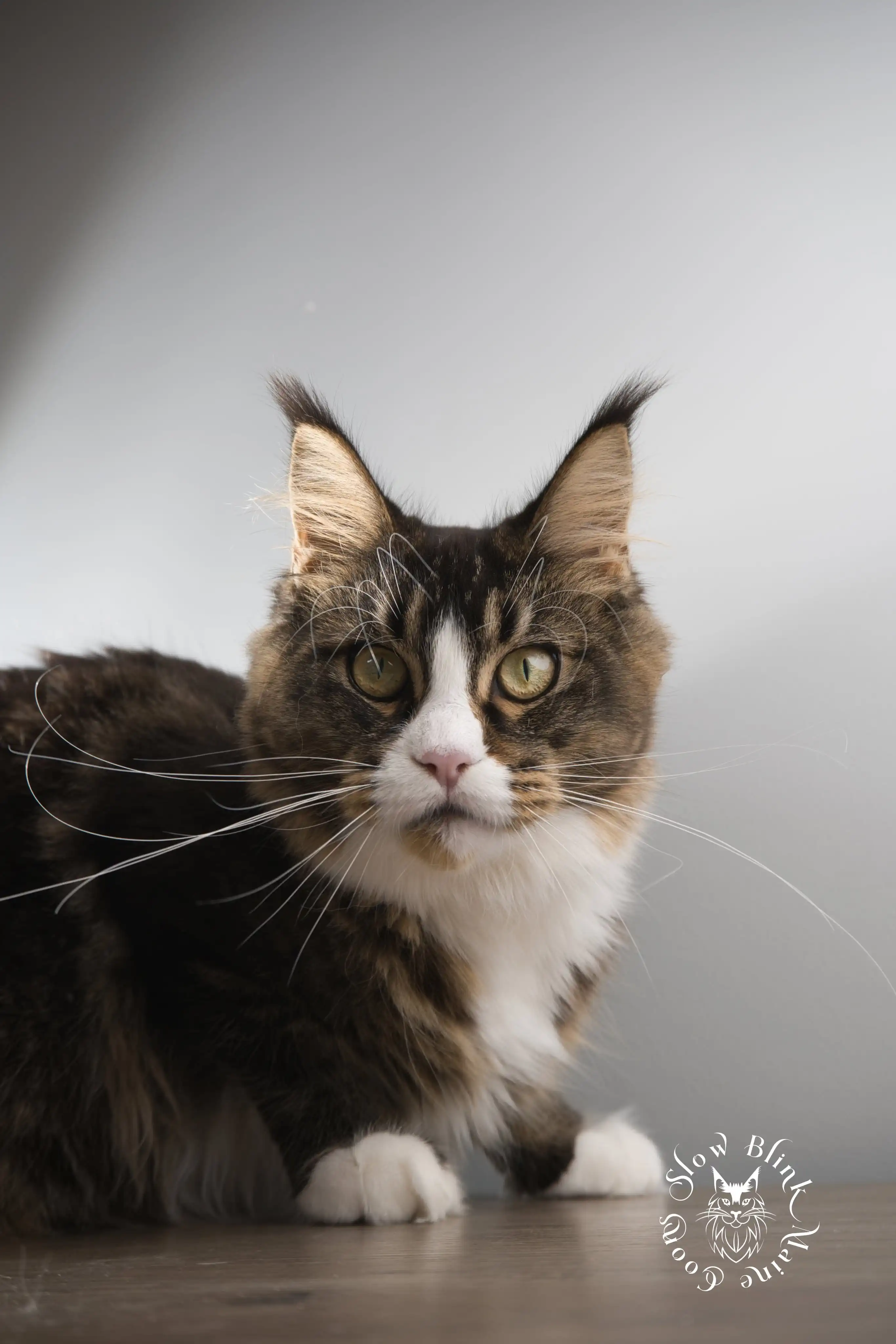calypso blaze | black ticked tabby bicolor | maine coon | ems code n 25 03 | 6 months old Adult Maine Coon Cat from SlowBlinkMaineCoons > calypso blaze | black ticked tabby bicolor | maine coon | ems code n 25 03 | 6 months old | 2