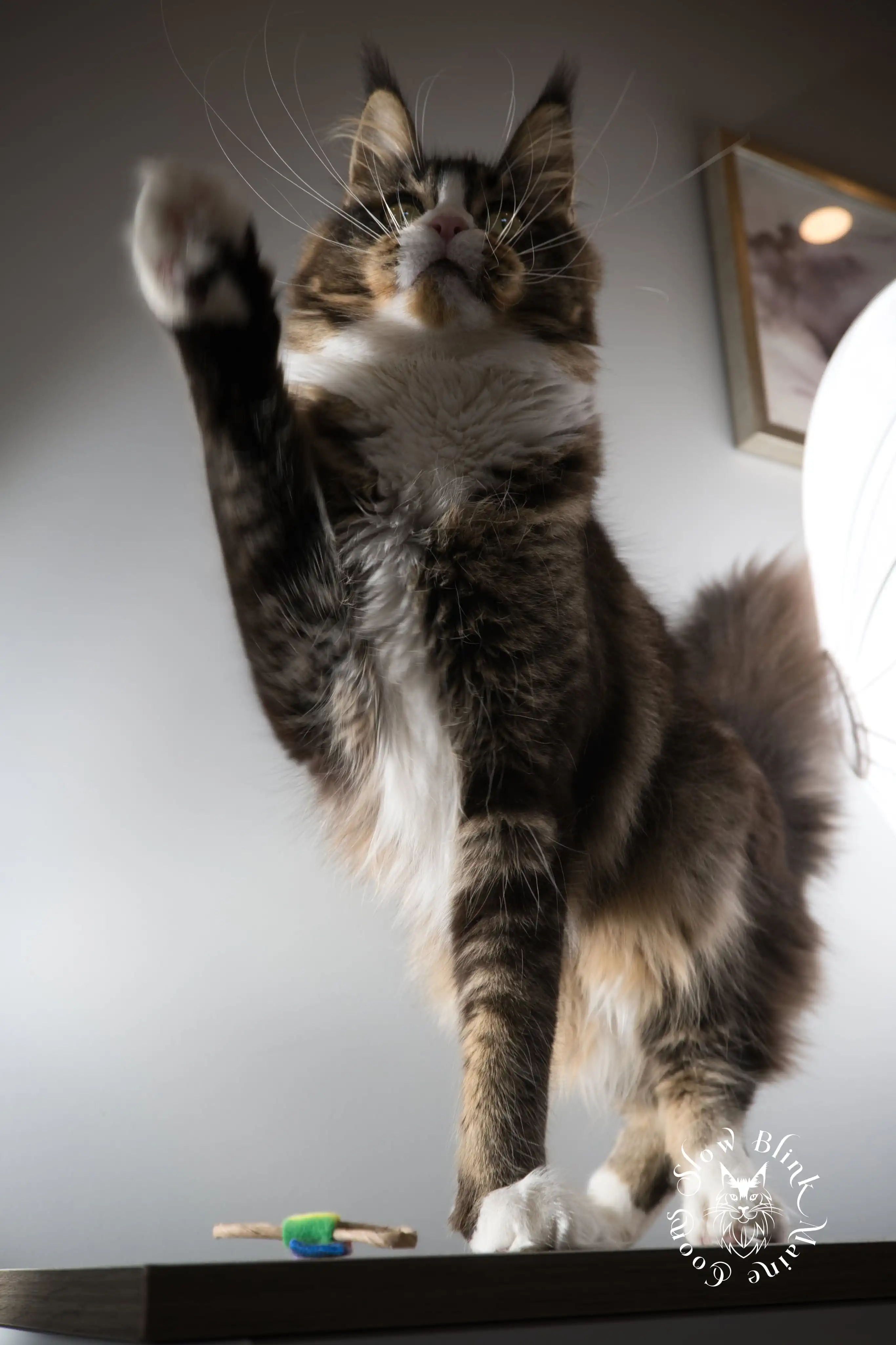 calypso blaze | black ticked tabby bicolor | maine coon | ems code n 25 03 | 6 months old Adult Maine Coon Cat from SlowBlinkMaineCoons > calypso blaze | black ticked tabby bicolor | maine coon | ems code n 25 03 | 6 months old | 3