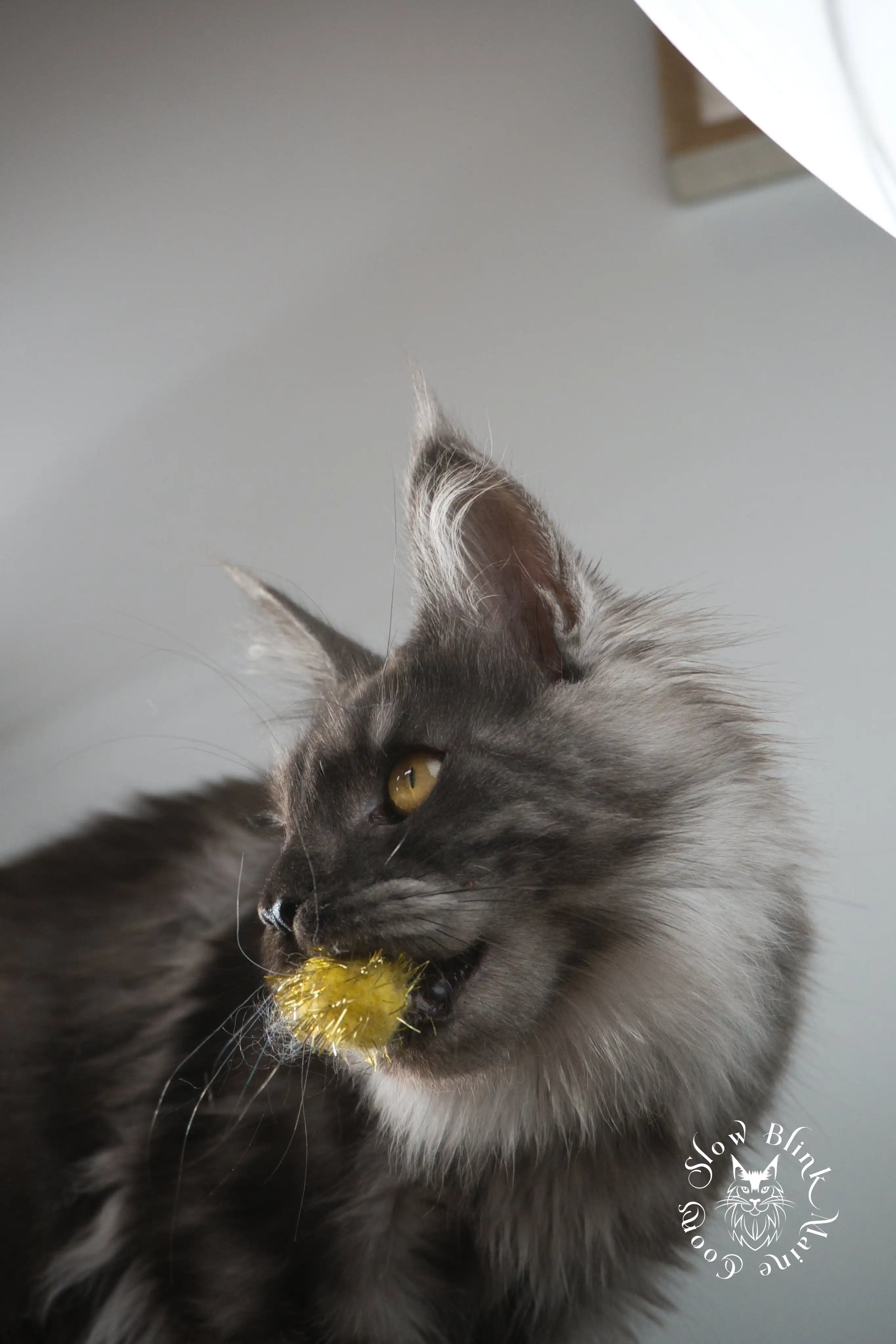 demeter | black smoke | female kitten maine coon | ems code ns | princess at slowblink maine coons Adult Maine Coon Cat from SlowBlinkMaineCoons > demeter | black smoke | female kitten maine coon | ems code ns | princess at slowblink maine coons | 1