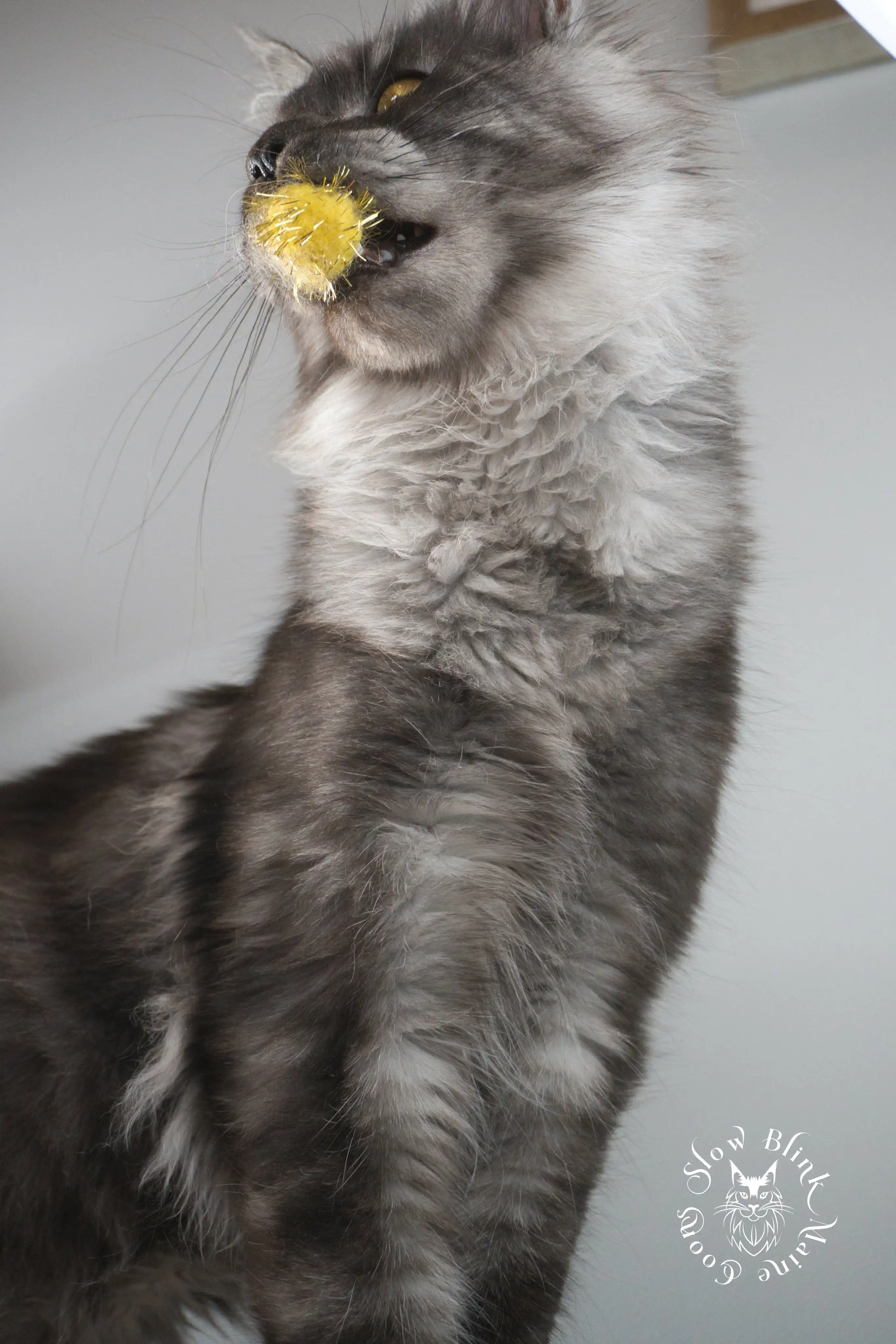 demeter | black smoke | female kitten maine coon | ems code ns | princess at slowblink maine coons Adult Maine Coon Cat from SlowBlinkMaineCoons > demeter | black smoke | female kitten maine coon | ems code ns | princess at slowblink maine coons | 2