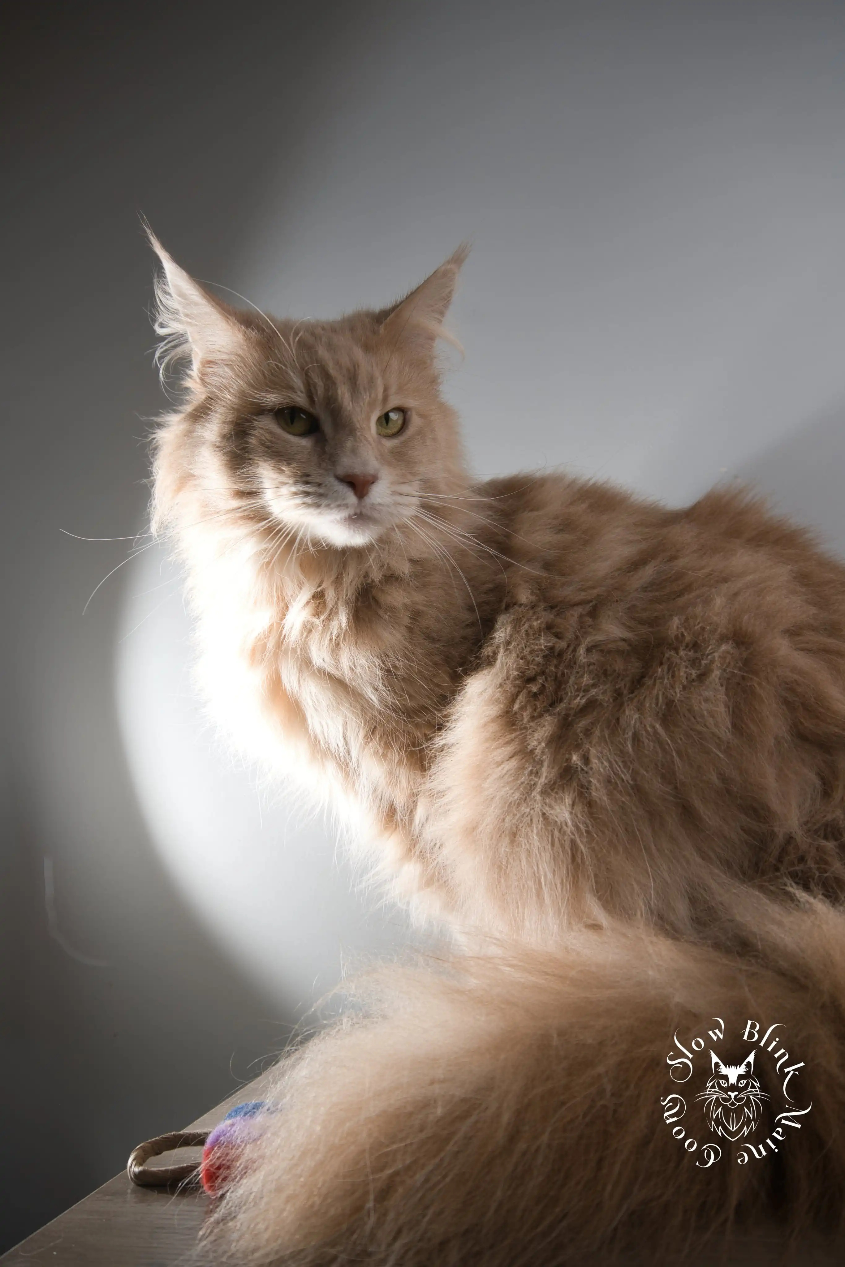 ems code e 22 | cream | maine coon adult female | queen at slowblink maine coons | lotus Adult Maine Coon Cat from SlowBlinkMaineCoons > ems code e 22 | cream | maine coon adult female | queen at slowblink maine coons | lotus | 1