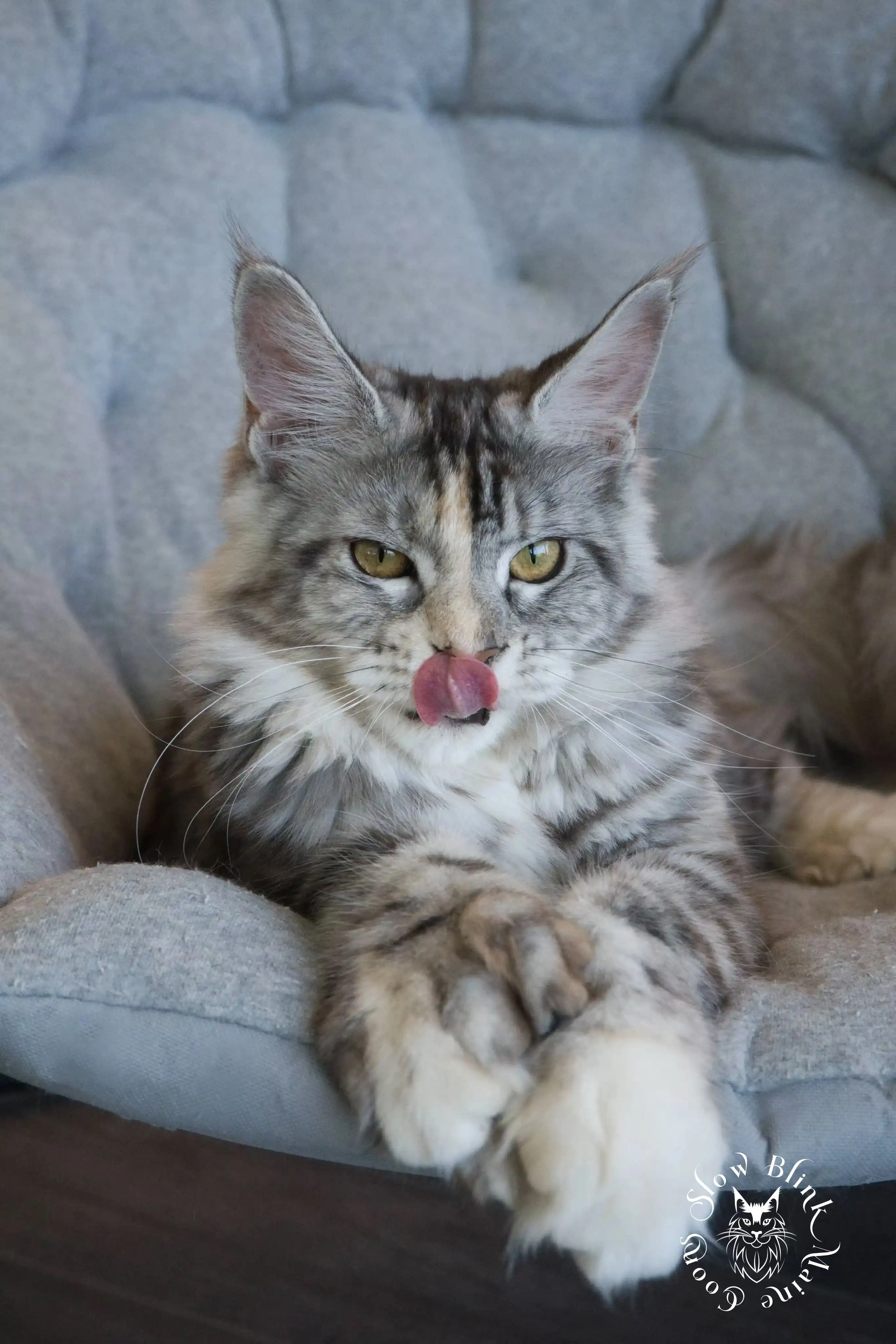 ems code fs 25 | poly paws | split face | maine coon cat | aphrodite | 1 year old Adult Maine Coon Cat from SlowBlinkMaineCoons > ems code fs 25 | poly paws | split face | maine coon cat | aphrodite | 1 year old | maine coon queen at slowblink maine coons 1