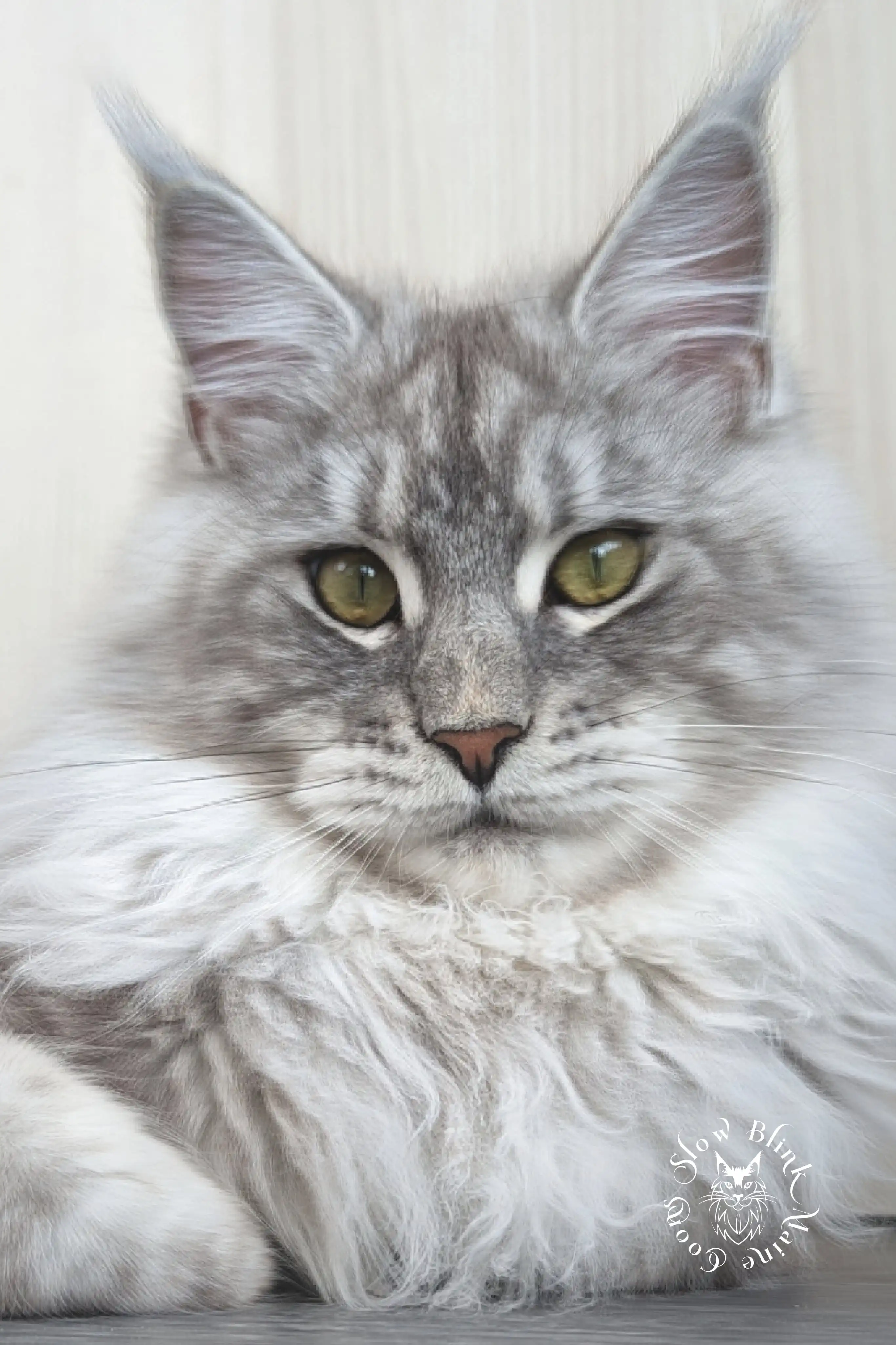 ems code ns 22 | female | high silver light | maine coon cat | slow belle | 1 year old Adult Maine Coon Cat from SlowBlinkMaineCoons > ems code ns 22 | female | high silver light | maine coon cat | slow belle | 1 year old | maine coon queen at slowblink maine coons 1