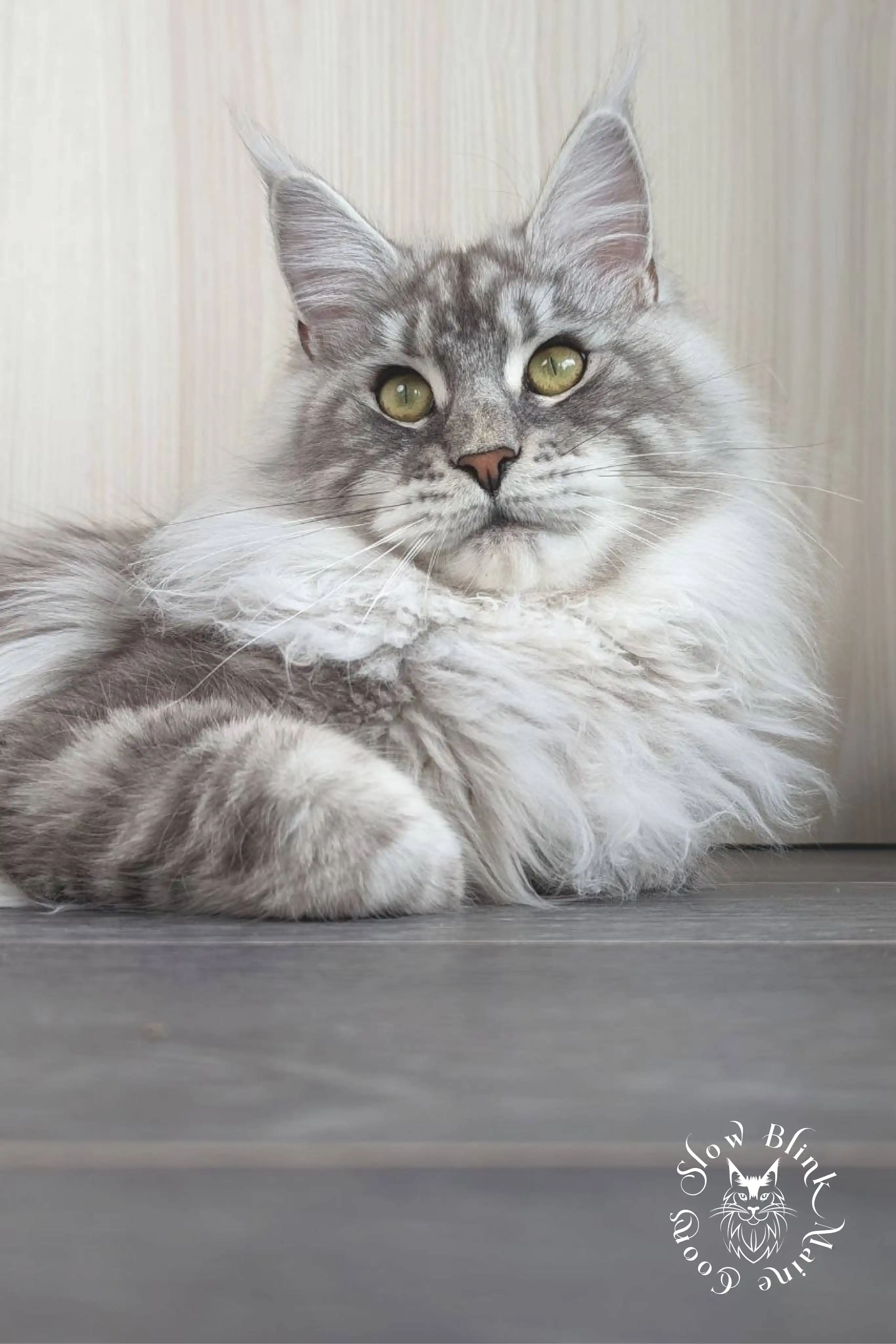 ems code ns 22 | female | high silver light | maine coon cat | slow belle | 1 year old Adult Maine Coon Cat from SlowBlinkMaineCoons > ems code ns 22 | female | high silver light | maine coon cat | slow belle | 1 year old | maine coon queen at slowblink maine coons 4
