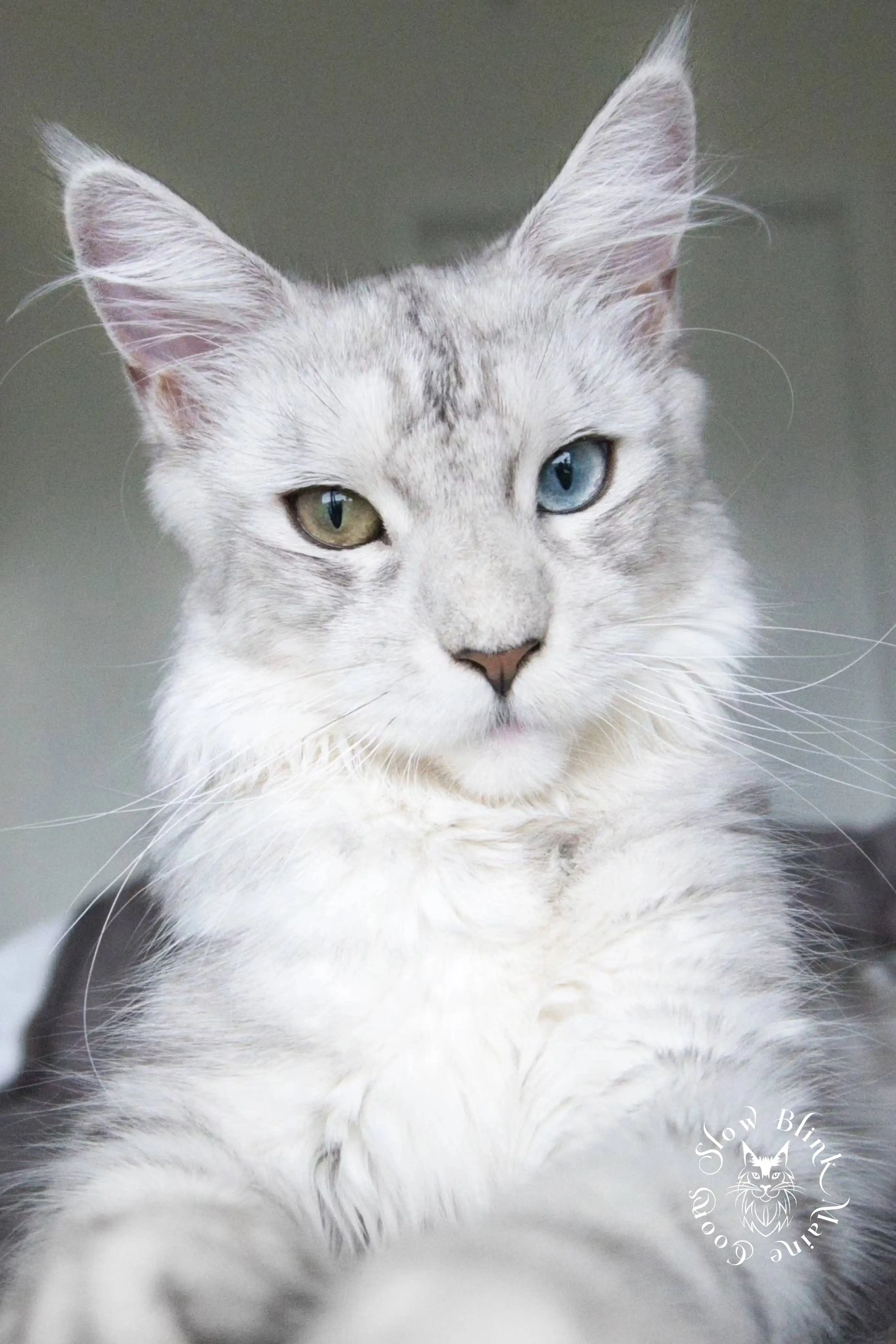 ems code ns 25 63 | female | silver shaded | odd eyed | maine coon cat | catarina | maine coon queen at slowblink maine coons | 8 months old Adult Maine Coon Cat from SlowBlinkMaineCoons > ems code ns 25 63 | female | silver shaded | odd eyed | maine coon cat | catarina | maine coon queen at slowblink maine coons | 8 months old | 1