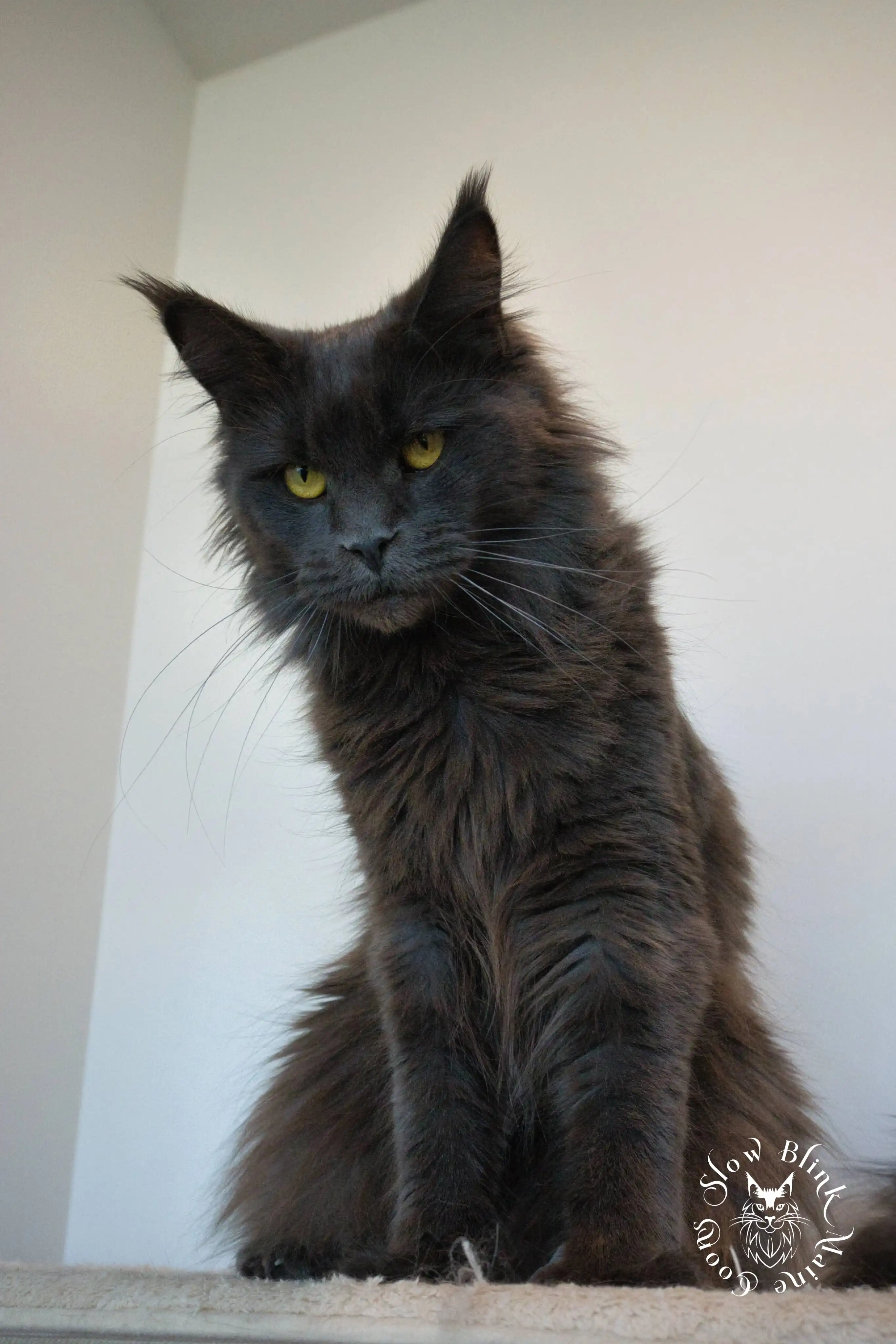 hecate | blue smoke | female adult maine coon | ems code as | queen at slowblink maine coons Adult Maine Coon Cat from SlowBlinkMaineCoons > hecate | blue smoke | female adult maine coon | ems code as | queen at slowblink maine coons | 2