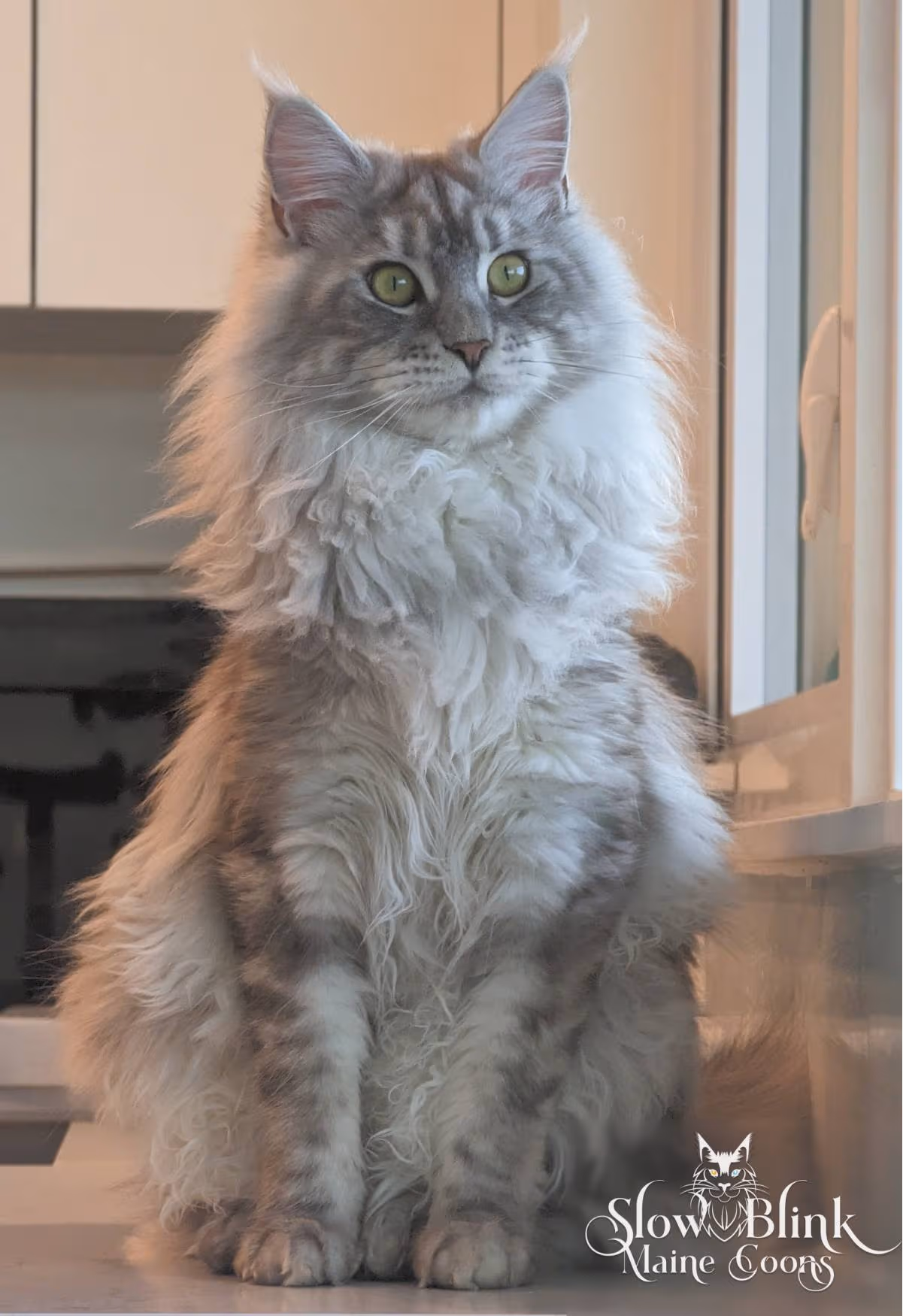 high silver ticked tabby maine coon | ems code ns 25 | named snow belle | female | age 10 months old | eyes green Adult Maine Coon Cat from SlowBlinkMaineCoons > high silver ticked tabby maine coon | ems code ns 25 | named snow belle | female | age 10 months old | eyes green | queen at slowblink