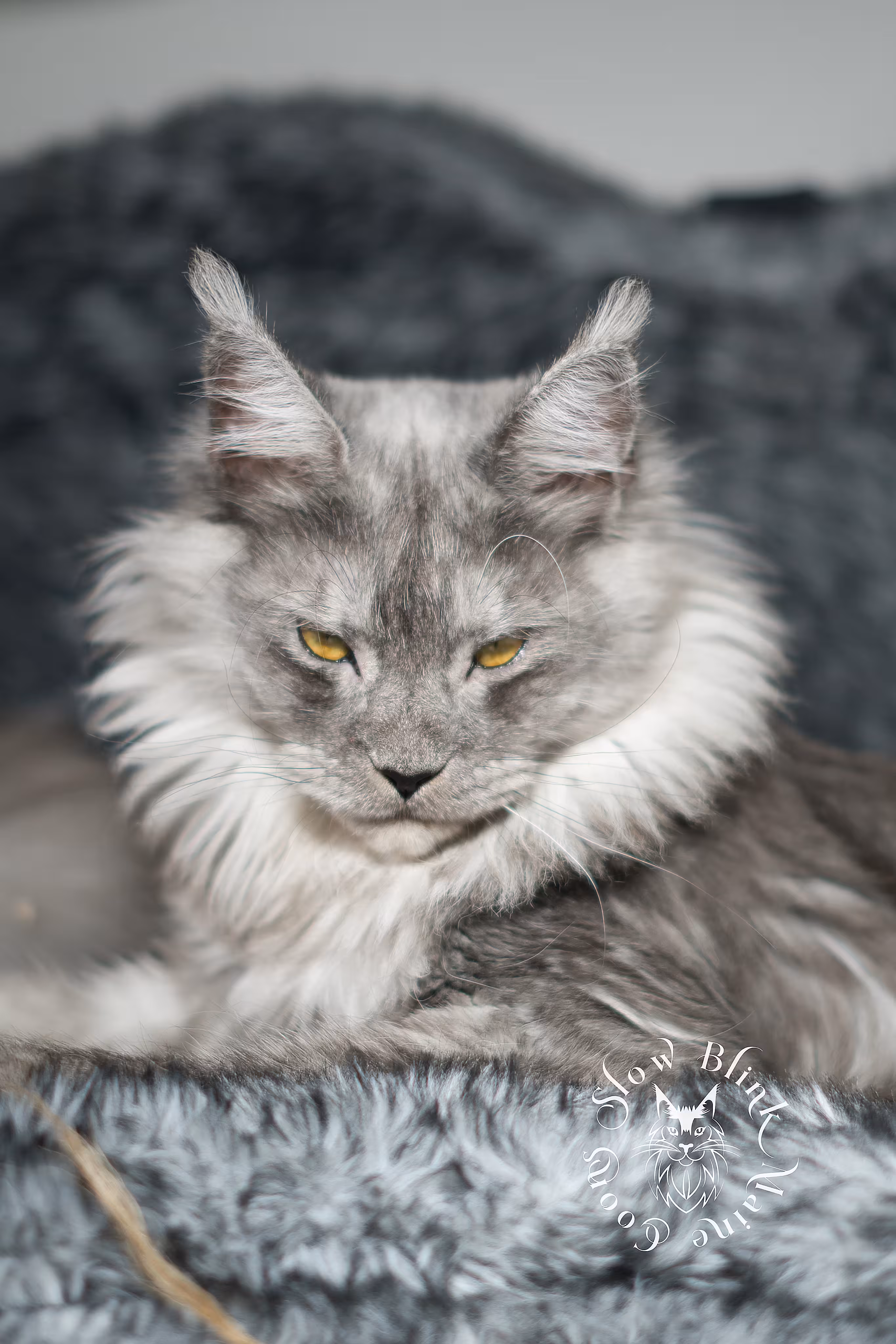 high smoke pale smoke maine coon | female | named nemesis | age 8 months | queen at slowblink Adult Maine Coon Cat from SlowBlinkMaineCoons > high smoke pale smoke maine coon | female | named nemesis | age 8 months | queen at slowblink | ems code mcp ns