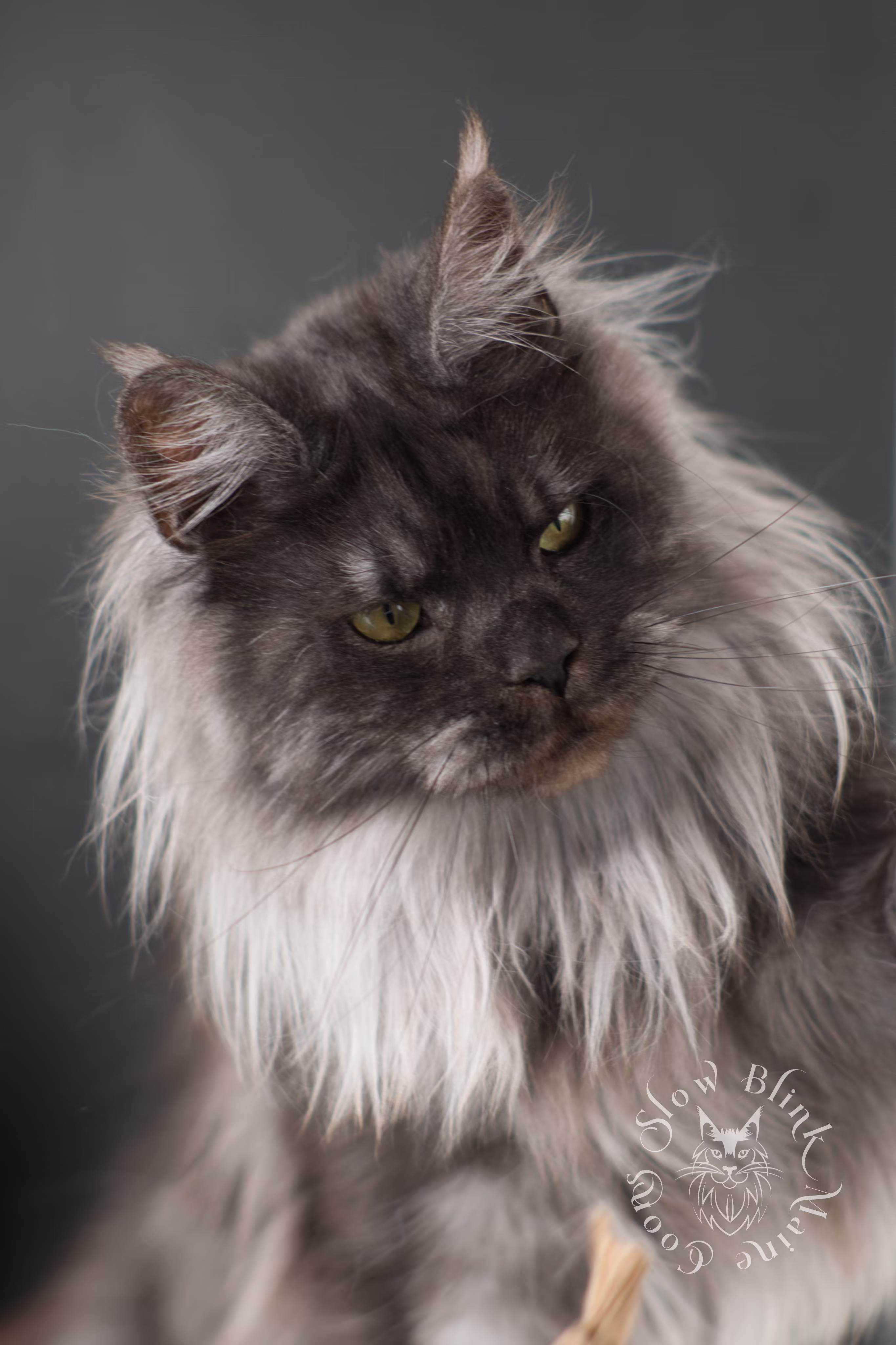 maine coon | black smoke | female | named asteria | age 1 year old Adult Maine Coon Cat from SlowBlinkMaineCoons > maine coon | black smoke | female | named asteria | age 1 year old | idx a
