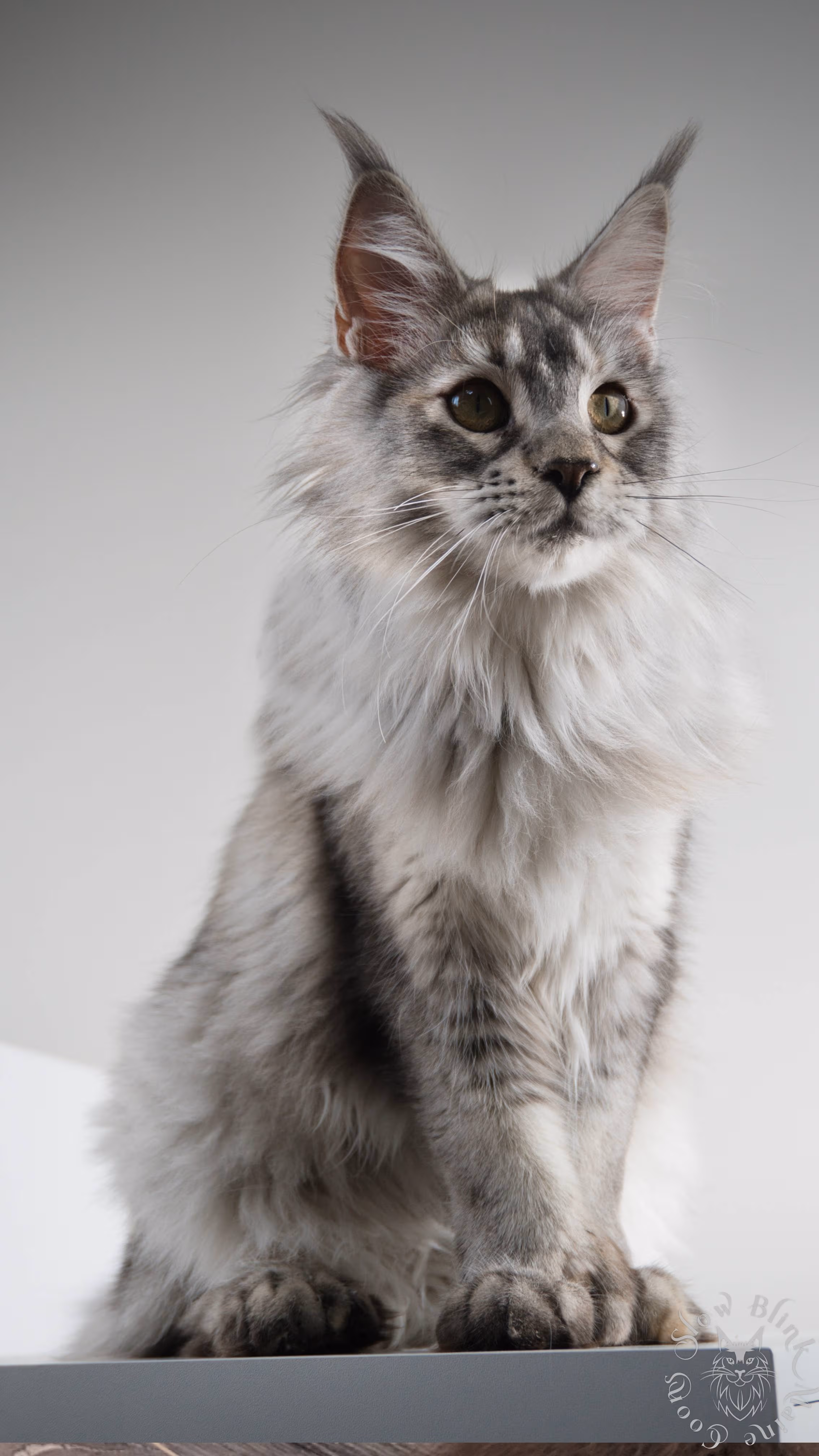 named venus | ems code fs 25 | high silver shaded light tortie | maine coon 6 months old | queen at slowblink | poly high silver tri colored tortie | poly Adult Maine Coon Cat from SlowBlinkMaineCoons > named venus | ems code fs 25 | high silver shaded light tortie | maine coon 6 months old | queen at slowblink | poly high silver tri colored tortie | poly | idx 2