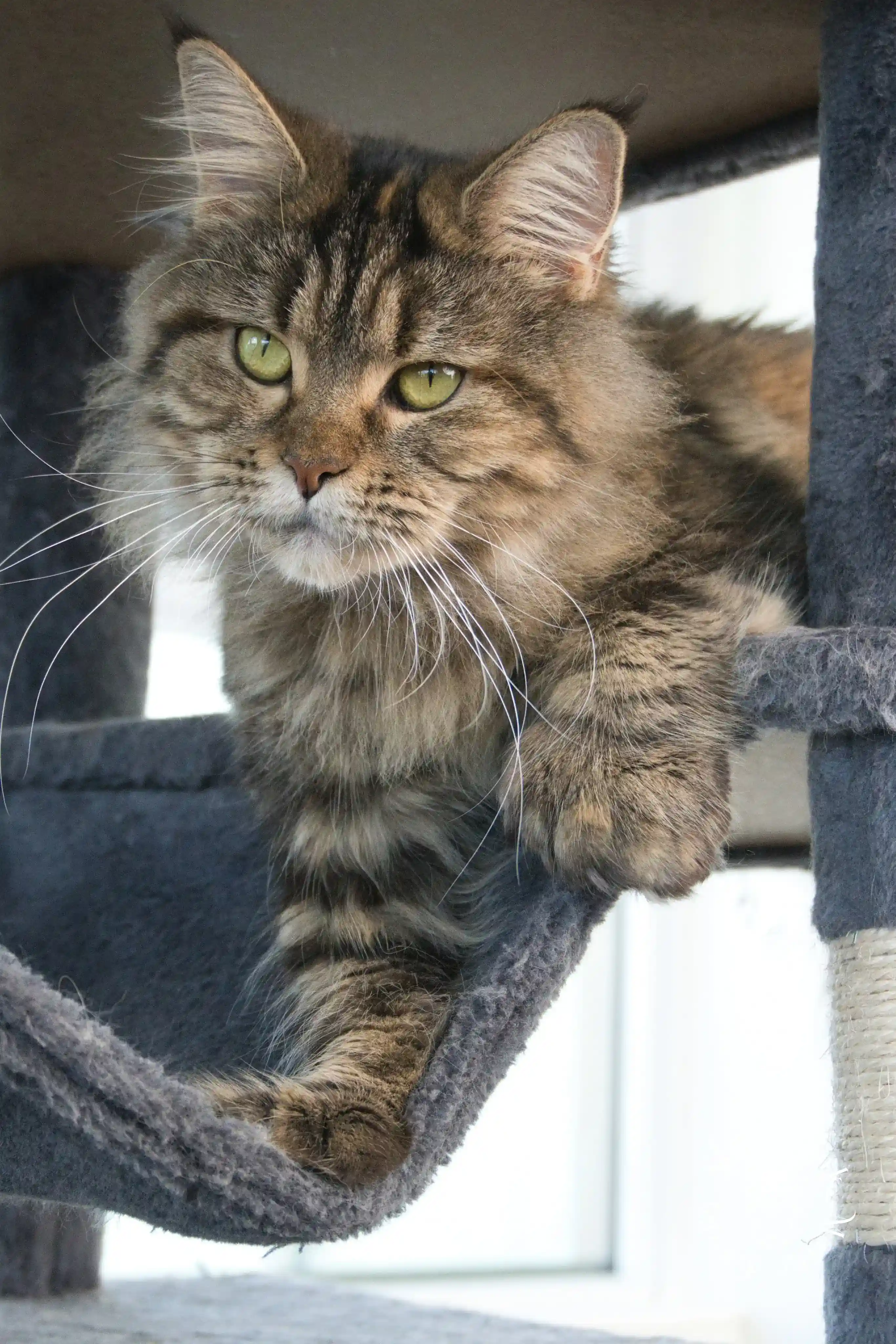 queen bee izumka | female | ems code fs 22 | tortie silver tabby dillute parti color tortie | polydactyl | 93 Adult Maine Coon Cat from SlowBlinkMaineCoons > queen bee izumka | female | ems code fs 22 | tortie silver tabby dillute parti color tortie | polydactyl | 93 | queen at slowblink maine coons 1