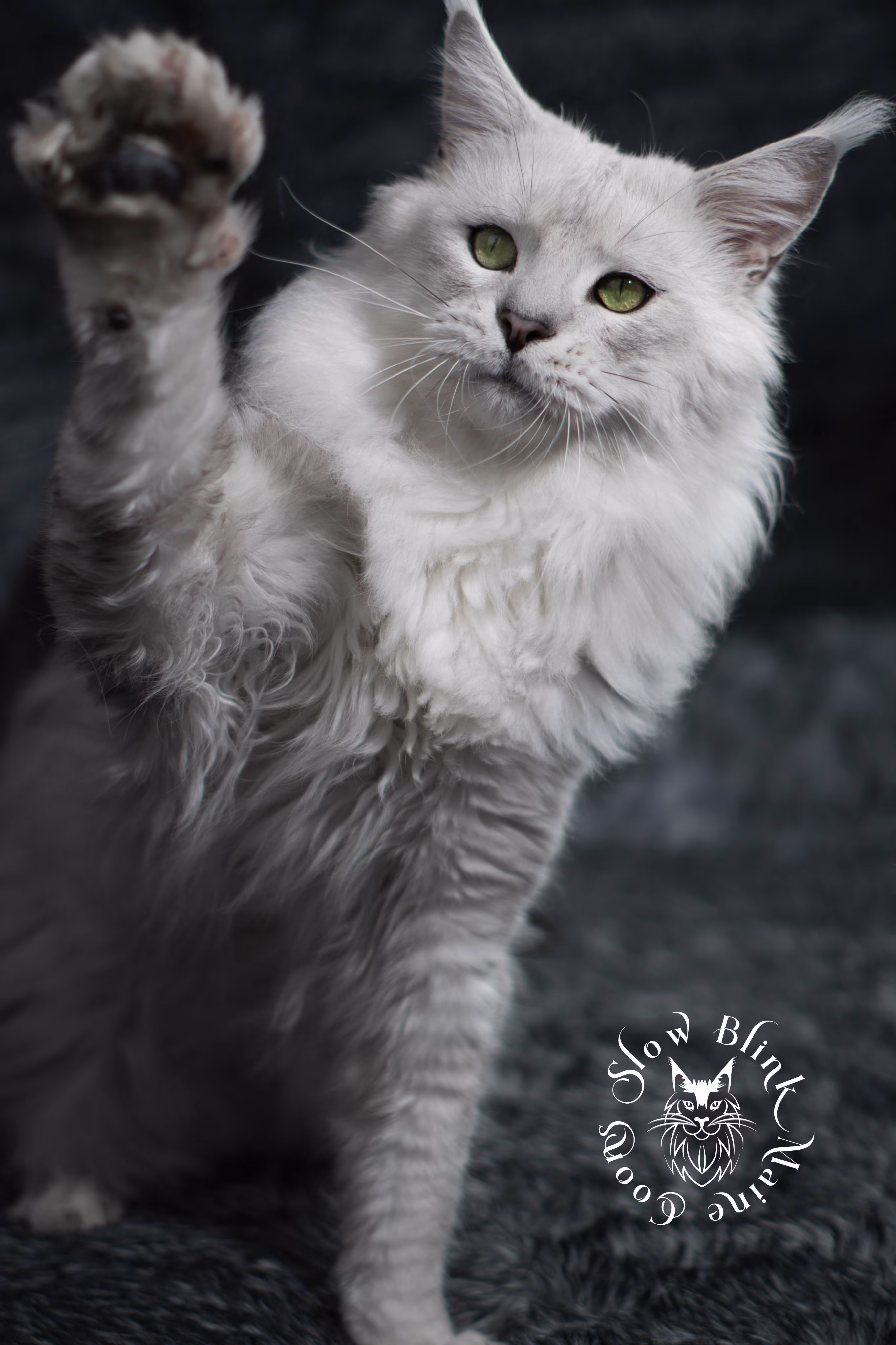 silver shaded maine coon | male | named zeus | ems code ns 11 | taken nov 2024 | age 1 year Adult Maine Coon Cat from SlowBlinkMaineCoons > silver shaded maine coon | male | named zeus | ems code ns 11 | taken nov 2024 | age 1 year | idx1