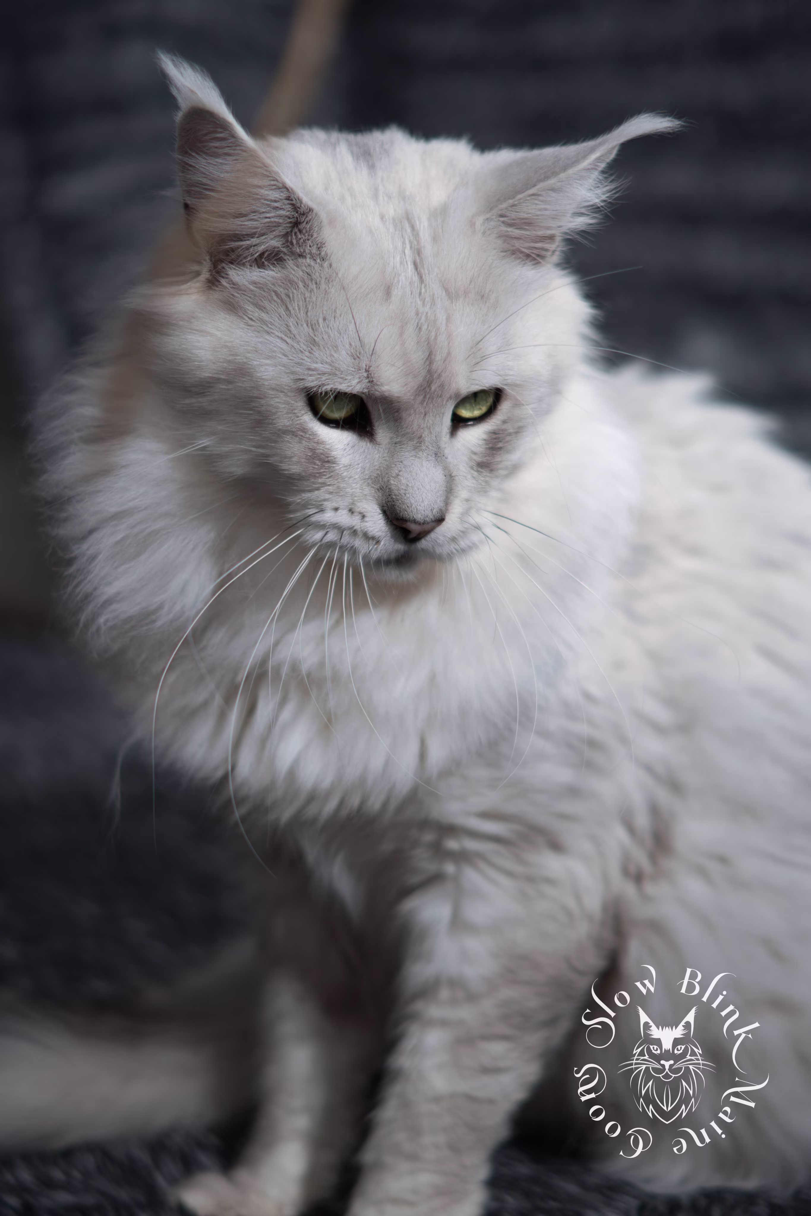 silver shaded maine coon | male | named zeus | ems code ns 11 | taken nov 2024 | age 1 year Adult Maine Coon Cat from SlowBlinkMaineCoons > silver shaded maine coon | male | named zeus | ems code ns 11 | taken nov 2024 | age 1 year | idx3