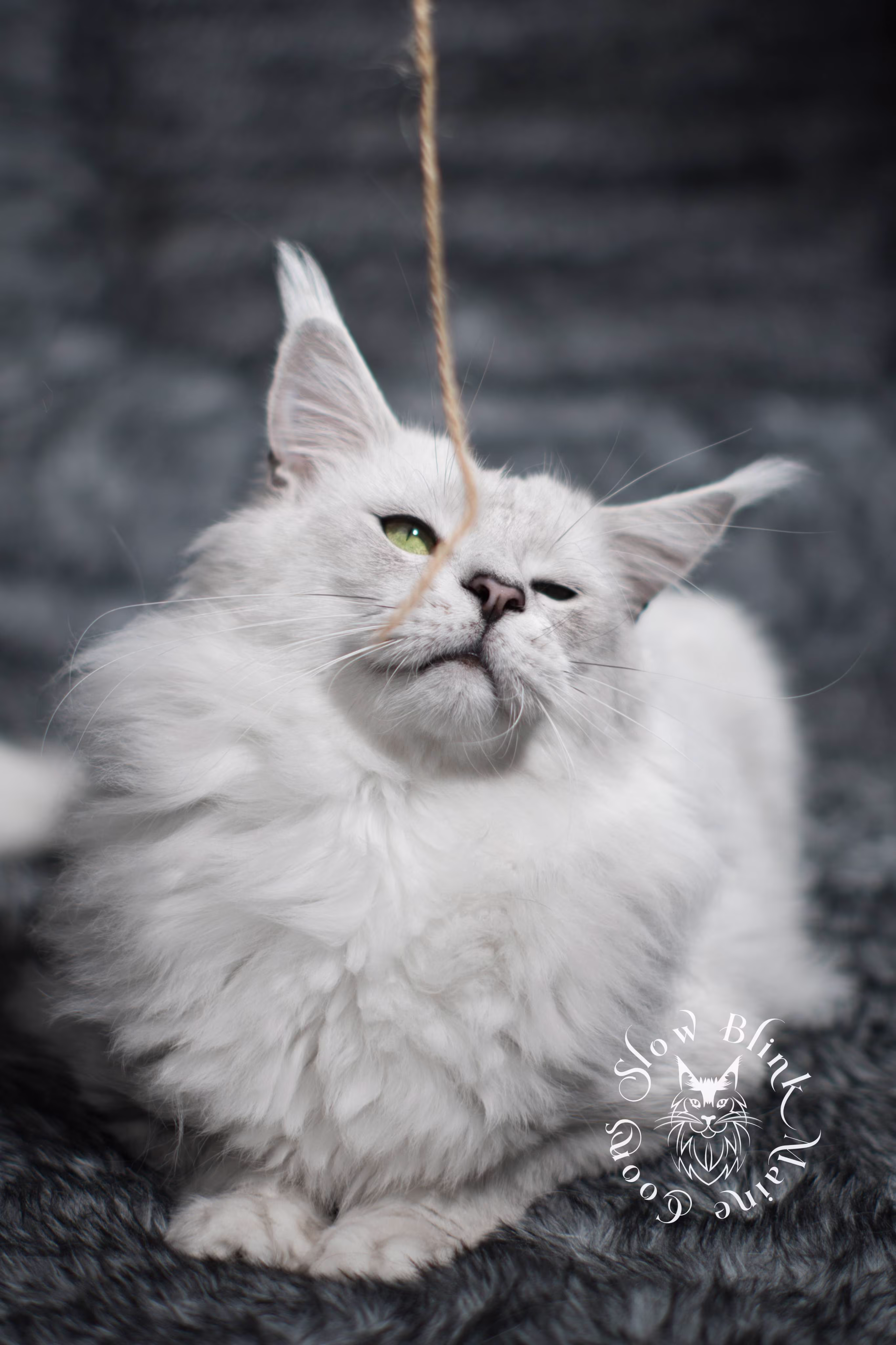 silver shaded maine coon | male | named zeus | ems code ns 11 | taken nov 2024 | age 1 year Adult Maine Coon Cat from SlowBlinkMaineCoons > silver shaded maine coon | male | named zeus | ems code ns 11 | taken nov 2024 | age 1 year | idx4