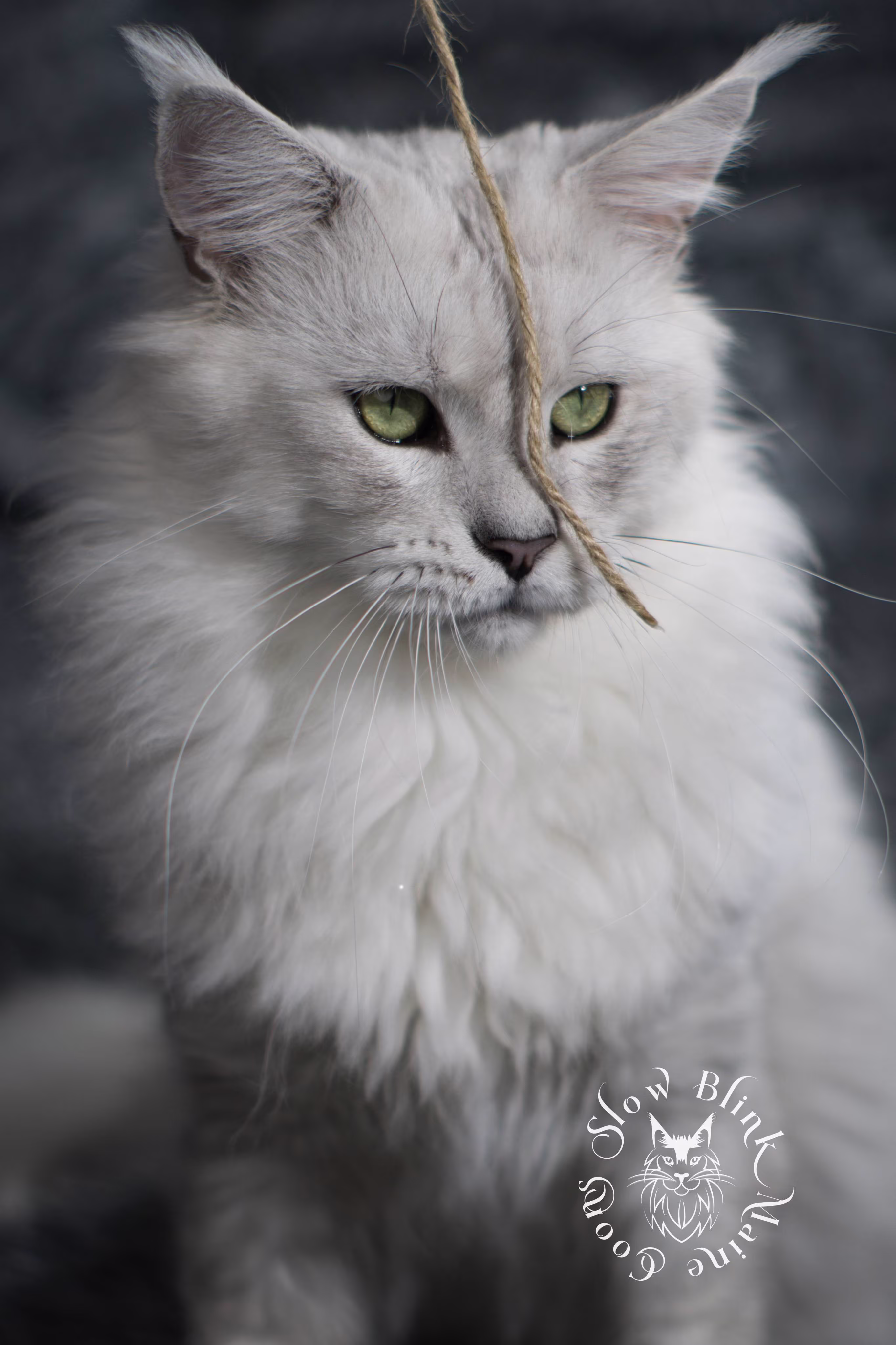 silver shaded maine coon | male | named zeus | ems code ns 11 | taken nov 2024 | age 1 year Adult Maine Coon Cat from SlowBlinkMaineCoons > silver shaded maine coon | male | named zeus | ems code ns 11 | taken nov 2024 | age 1 year | idx5