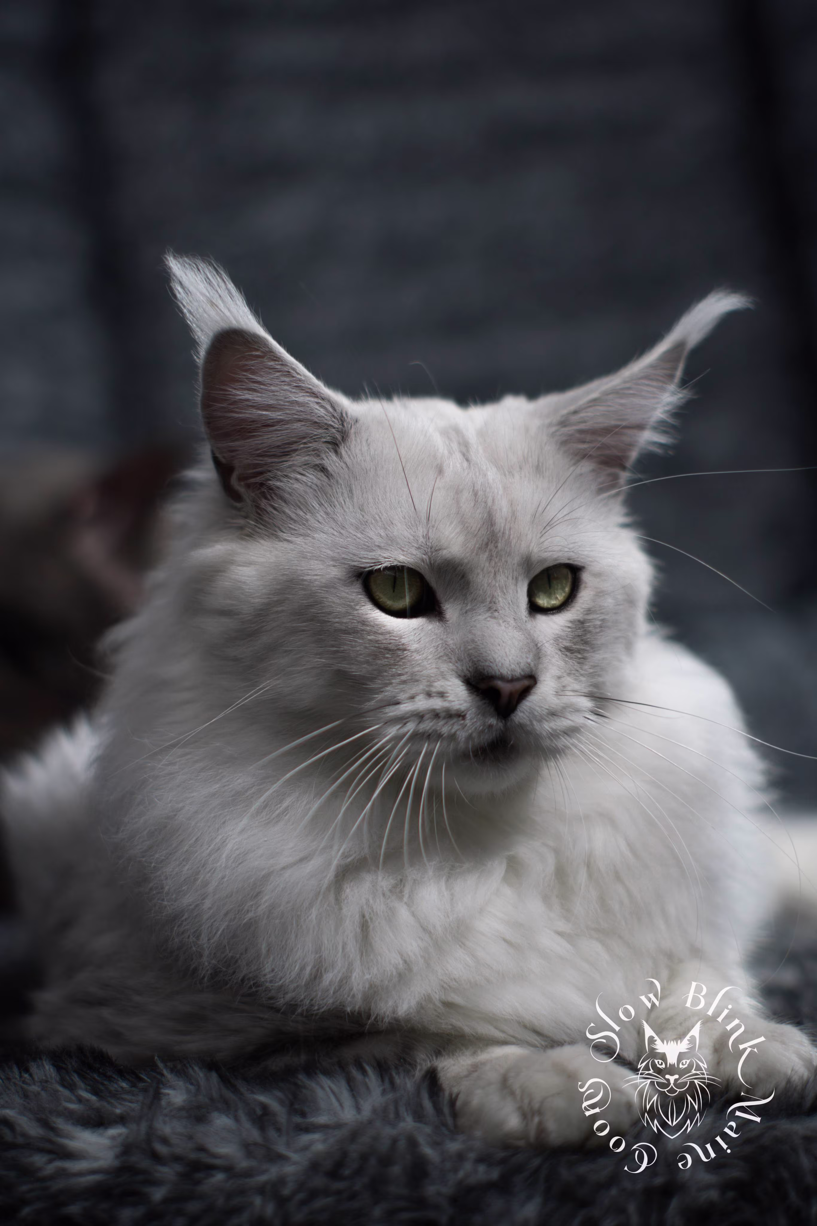 silver shaded maine coon | male | named zeus | ems code ns 11 | taken nov 2024 | age 1 year Adult Maine Coon Cat from SlowBlinkMaineCoons > silver shaded maine coon | male | named zeus | ems code ns 11 | taken nov 2024 | age 1 year | idx6