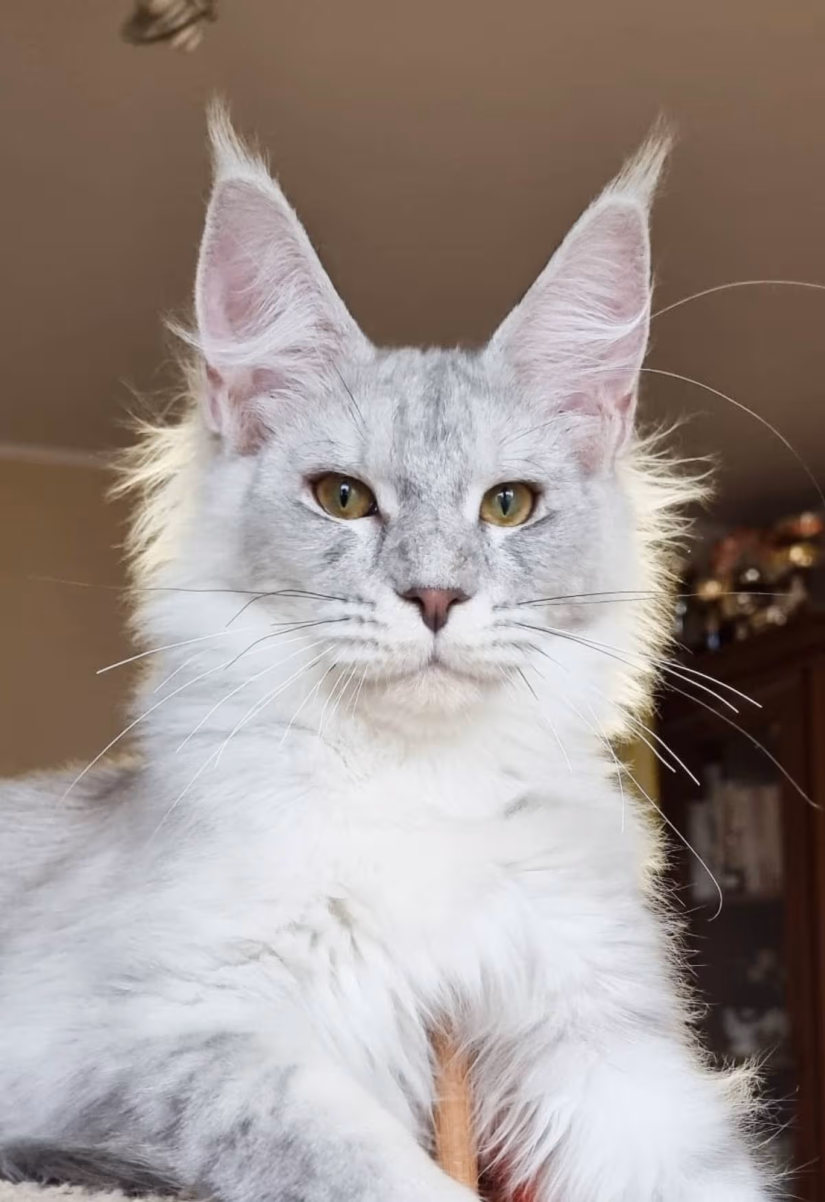 wizard | male | high silver | silver shaded | maine coon | light blue tabby | ems code as 21 | age 8 months old | male Adult Maine Coon Cat from SlowBlinkMaineCoons > wizard | male | high silver | silver shaded | maine coon | light blue tabby | ems code as 21 | age 8 months old | male | king at slowblink