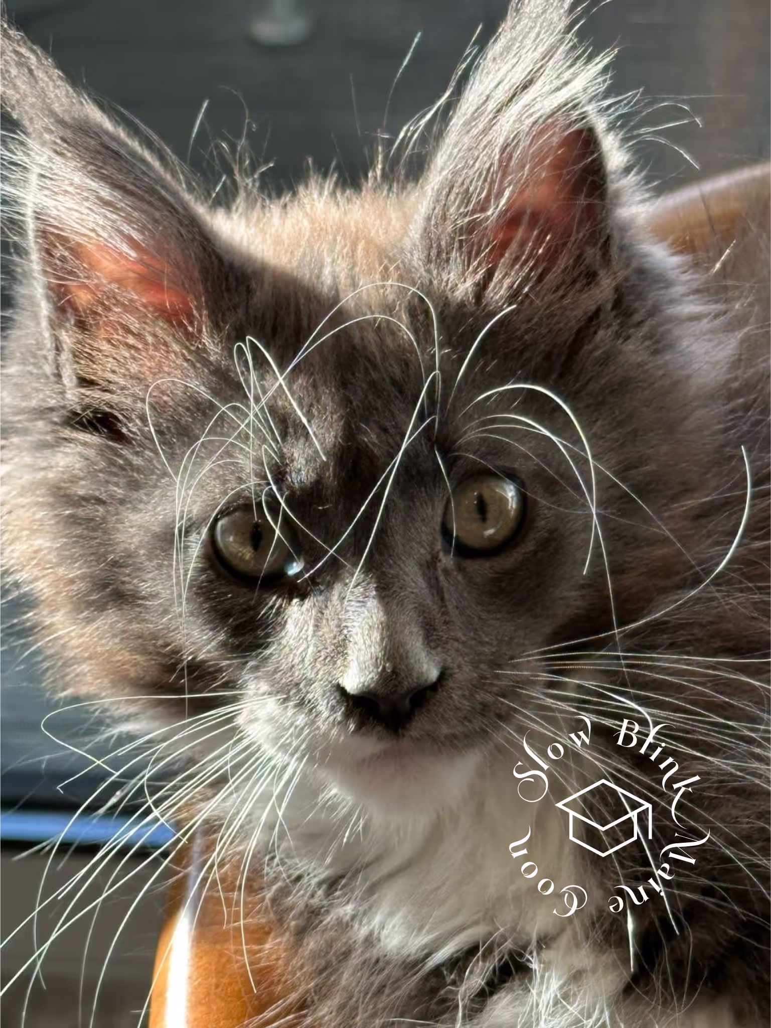 bicolor maine coon kitten | male | blue smoke bicolor | ems code mco as 03 | age 4 months old Customer Pictures of their Maine Coon Cats and Kittens who "Graduated" from SlowBlink MaineCoons > bicolor maine coon kitten | male | blue smoke bicolor | ems code mco as 03 | age 4 months old | idx03