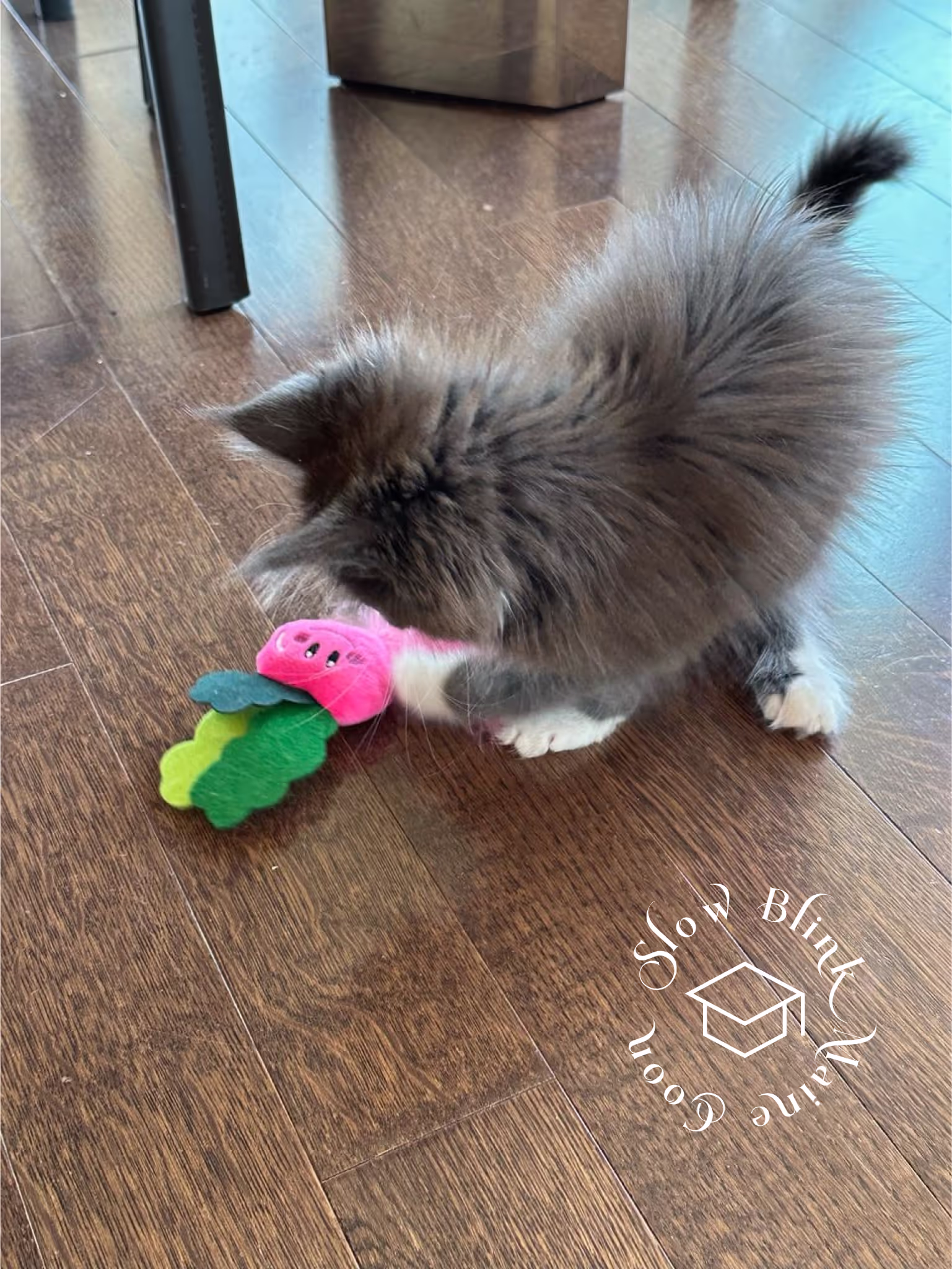 bicolor maine coon kitten | male | blue smoke bicolor | ems code mco as 03 | age 4 months old Customer Pictures of their Maine Coon Cats and Kittens who "Graduated" from SlowBlink MaineCoons > bicolor maine coon kitten | male | blue smoke bicolor | ems code mco as 03 | age 4 months old | idx04