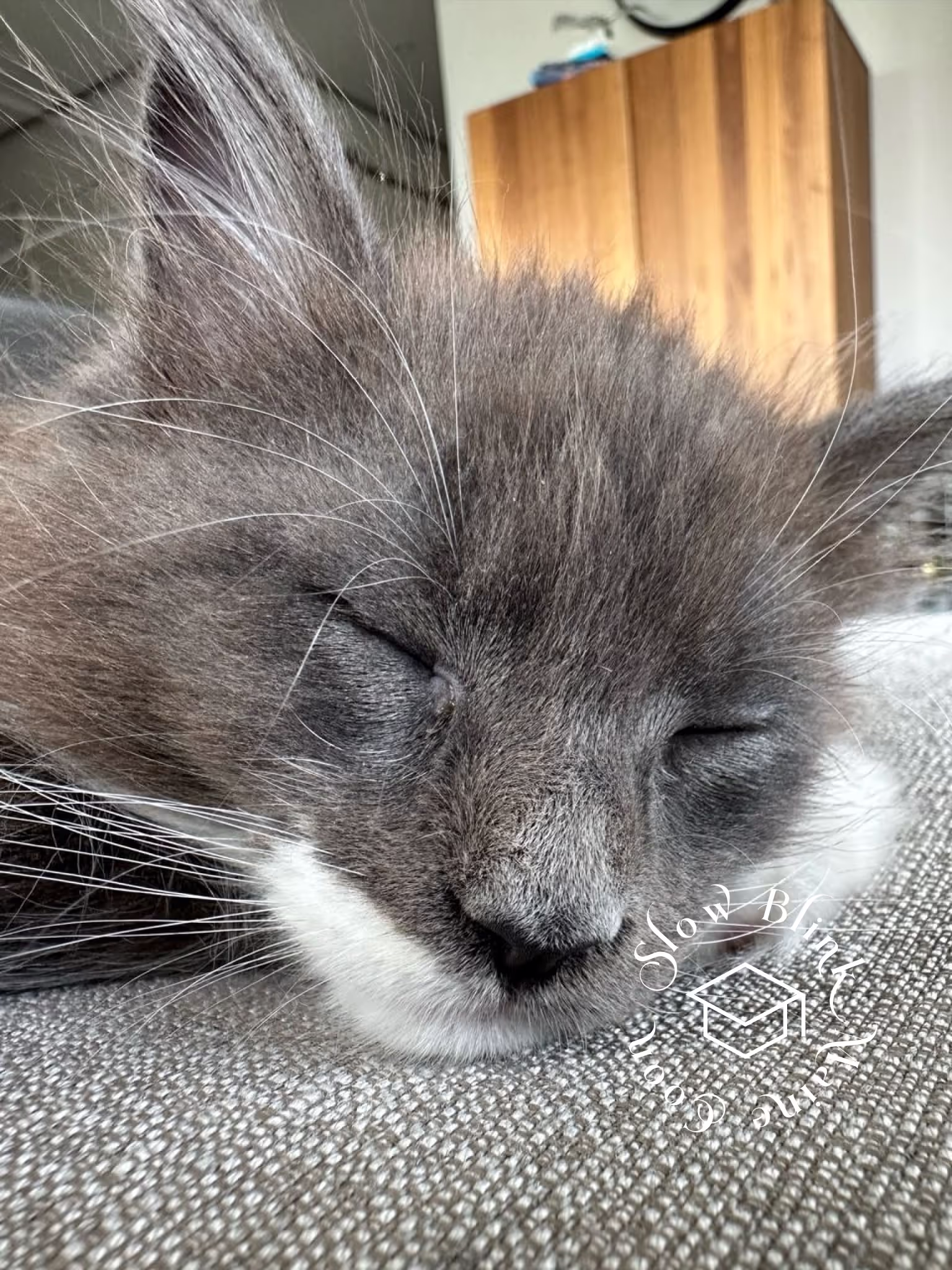 bicolor maine coon kitten | male | blue smoke bicolor | ems code mco as 03 | age 4 months old Customer Pictures of their Maine Coon Cats and Kittens who "Graduated" from SlowBlink MaineCoons > bicolor maine coon kitten | male | blue smoke bicolor | ems code mco as 03 | age 4 months old | idx05
