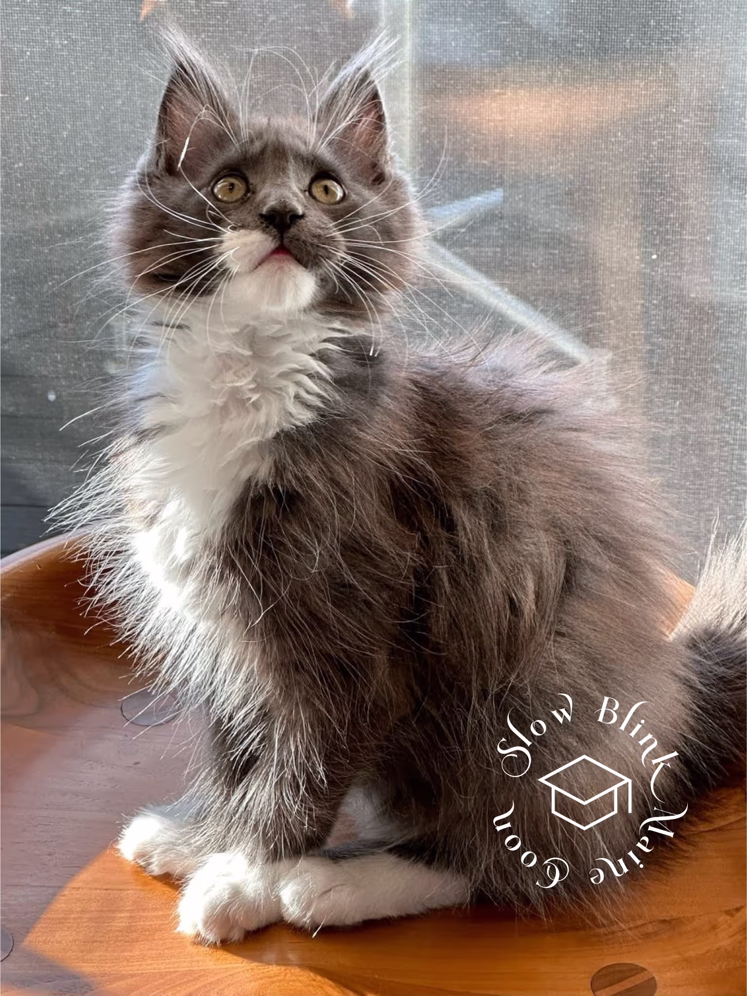 bicolor maine coon kitten | male | blue smoke bicolor | ems code mco as 03 | age 4 months old Customer Pictures of their Maine Coon Cats and Kittens who "Graduated" from SlowBlink MaineCoons > bicolor maine coon kitten | male | blue smoke bicolor | ems code mco as 03 | age 4 months old | idx06