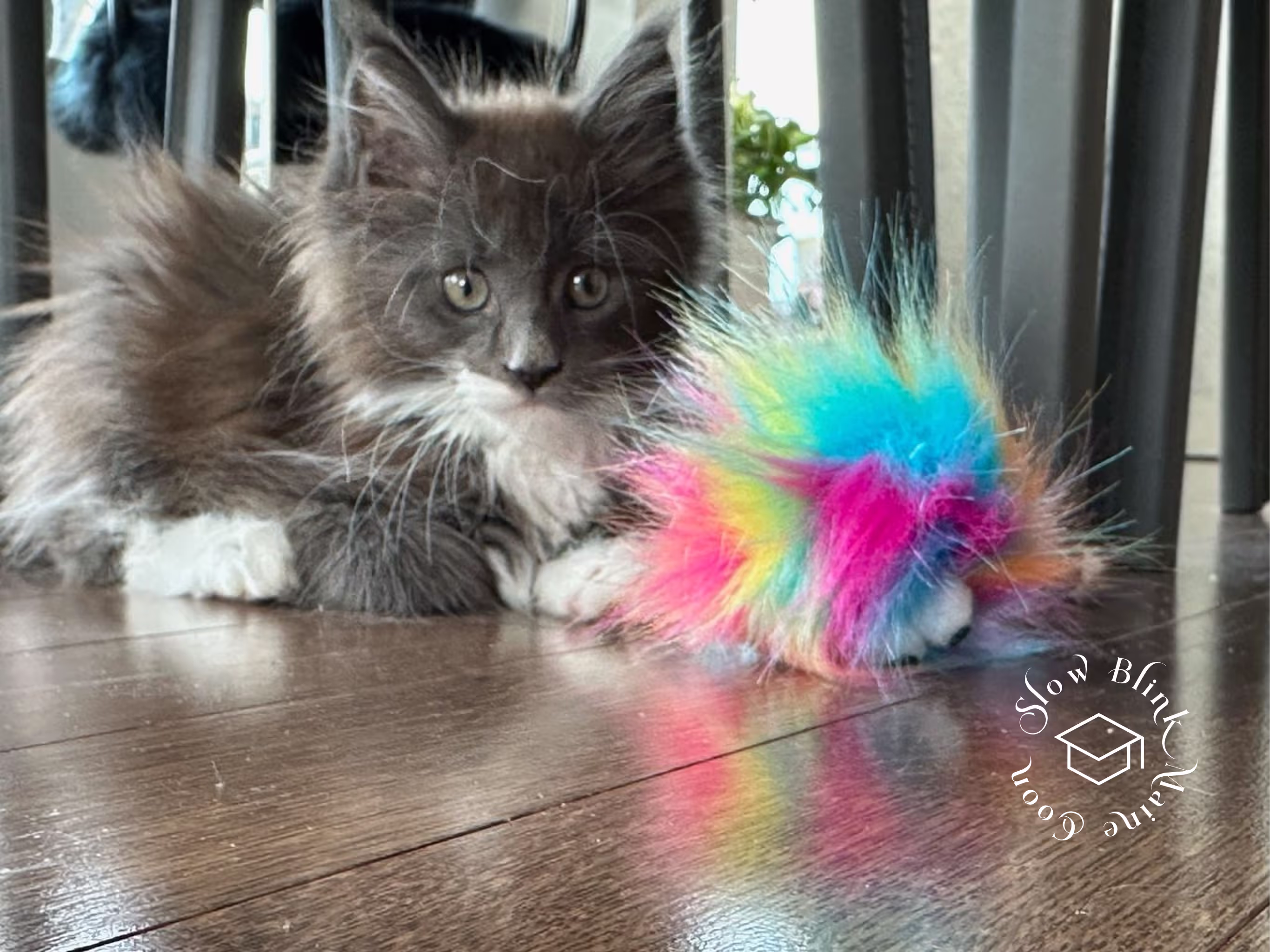 bicolor maine coon kitten | male | blue smoke bicolor | ems code mco as 03 | age 4 months old Customer Pictures of their Maine Coon Cats and Kittens who "Graduated" from SlowBlink MaineCoons > bicolor maine coon kitten | male | blue smoke bicolor | ems code mco as 03 | age 4 months old | idx07
