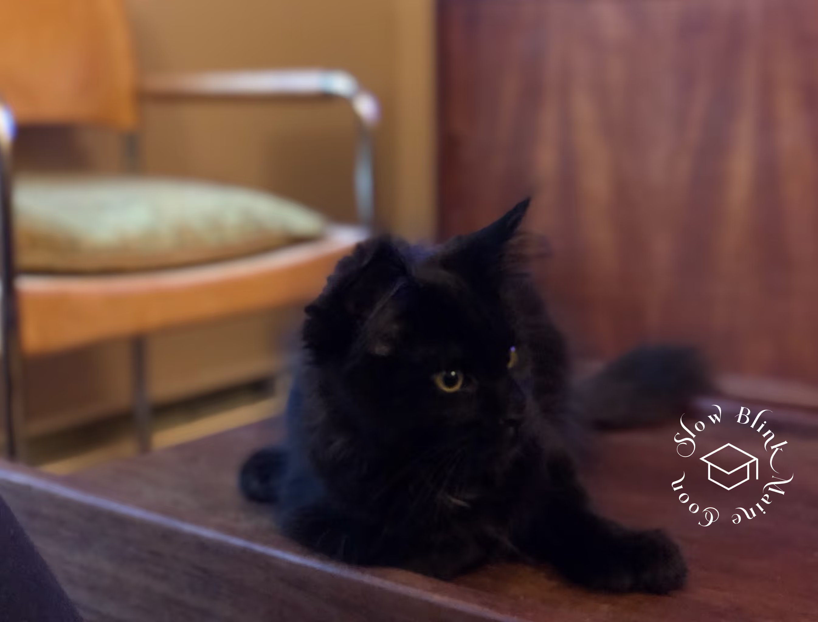 black | black solid | maine coon kitten | female | ems code mco n | taken 2024 | age 4 months old Customer Pictures of their Maine Coon Cats and Kittens who "Graduated" from SlowBlink MaineCoons > black | black solid | maine coon kitten | female | ems code mco n | taken 2024 | age 4 months old | idx01