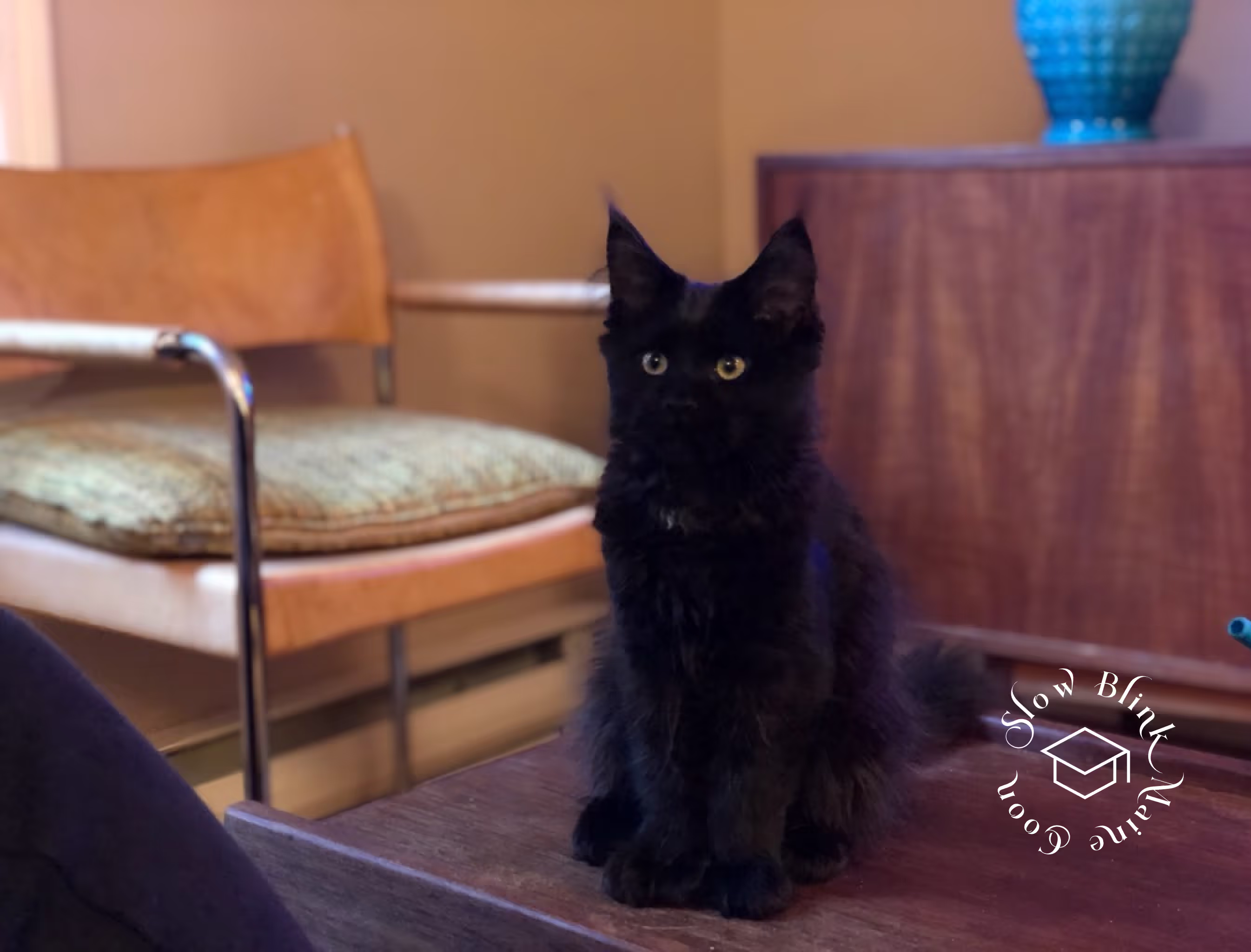 black | black solid | maine coon kitten | female | ems code mco n | taken 2024 | age 4 months old Customer Pictures of their Maine Coon Cats and Kittens who "Graduated" from SlowBlink MaineCoons > black | black solid | maine coon kitten | female | ems code mco n | taken 2024 | age 4 months old | idx02