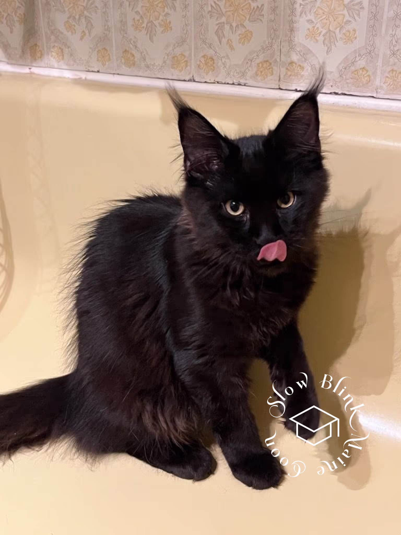 black | black solid | maine coon kitten | female | ems code mco n | taken 2024 | age 4 months old Customer Pictures of their Maine Coon Cats and Kittens who "Graduated" from SlowBlink MaineCoons > black | black solid | maine coon kitten | female | ems code mco n | taken 2024 | age 4 months old | idx04