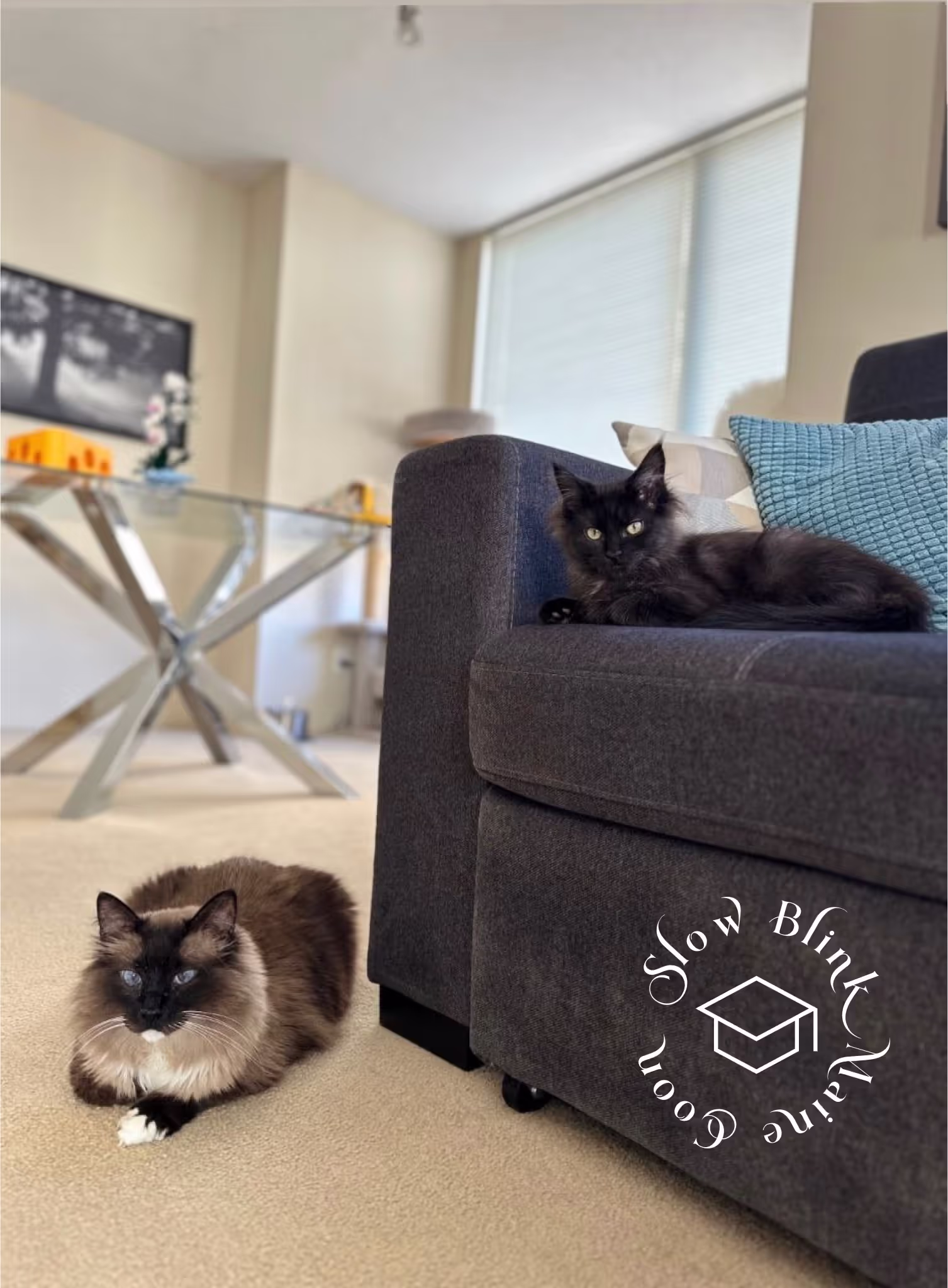 black | black solid | maine coon kitten | female | ems code mco n | taken 2024 | age 4 months old Customer Pictures of their Maine Coon Cats and Kittens who "Graduated" from SlowBlink MaineCoons > black | black solid | maine coon kitten | female | ems code mco n | taken 2024 | age 4 months old | idx05