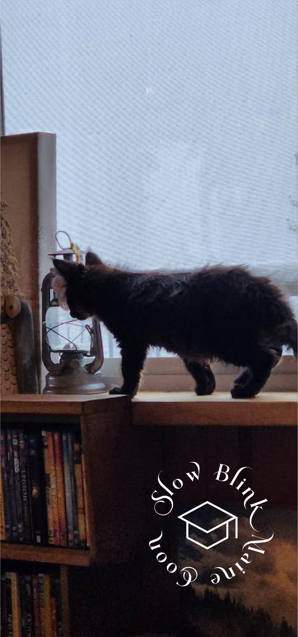 black | black solid | maine coon kitten | female | ems code mco n | taken 2024 | age 4 months old Customer Pictures of their Maine Coon Cats and Kittens who "Graduated" from SlowBlink MaineCoons > black | black solid | maine coon kitten | female | ems code mco n | taken 2024 | age 4 months old | idx06