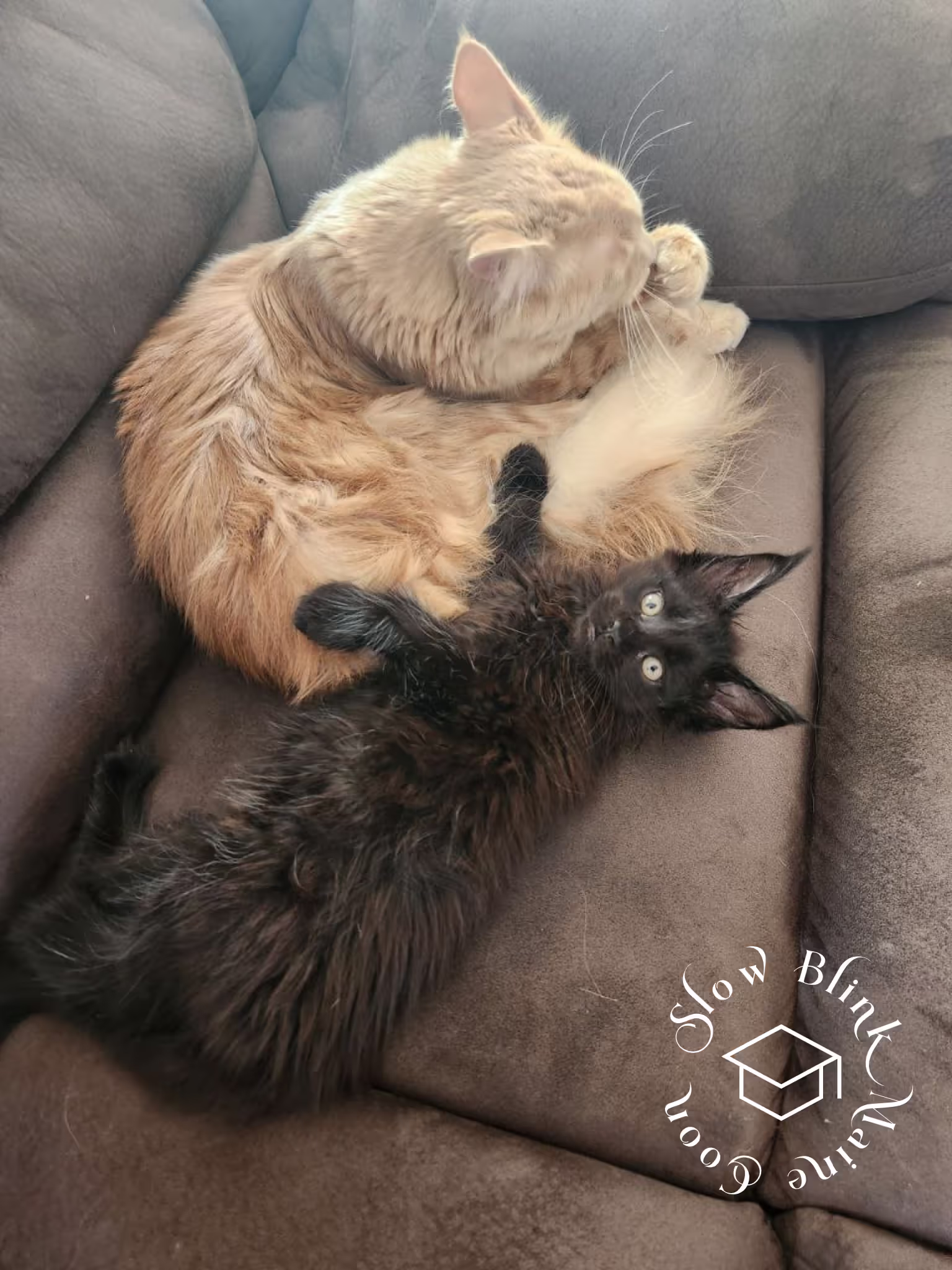black | black solid | maine coon kitten | female | ems code mco n | taken 2024 | age 4 months old Customer Pictures of their Maine Coon Cats and Kittens who "Graduated" from SlowBlink MaineCoons > black | black solid | maine coon kitten | female | ems code mco n | taken 2024 | age 4 months old | idx07